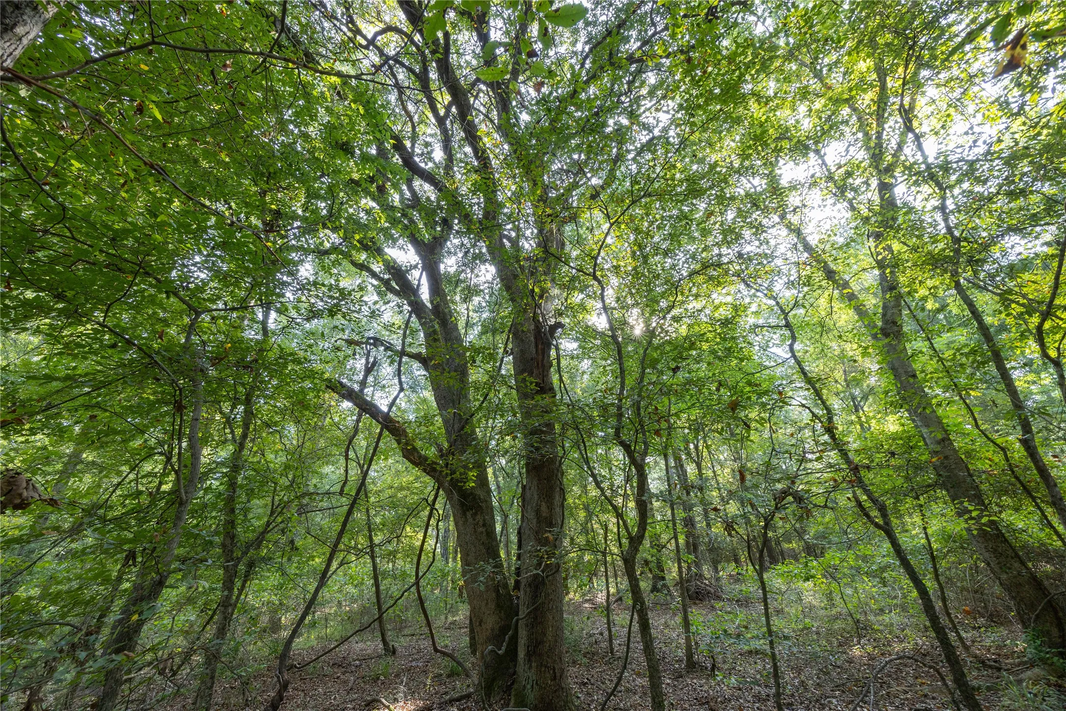 Unimproved Land For Sale in Henderson County , Tract 10 County Road 4222, Frankston, Texas 75763, 0, 0, Garage spaces, 0 Sqft, built in 0, Price $939,236, mls#20707829, Real Estate Agent in Frankston, Homes For Sale in Henderson county, Homes For Sale in Frankston, Realtor in Frankston Texas, Real Estate Brokerage Independent Realty Texas, Luminita Cordes Realtor