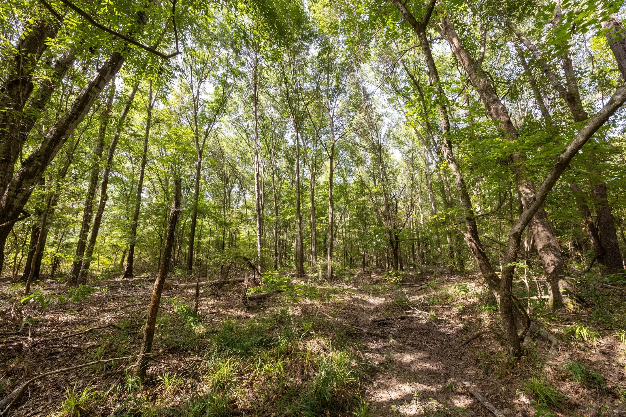 Unimproved Land For Sale in Henderson County , Tract 10 County Road 4222, Frankston, Texas 75763, 0, 0, Garage spaces, 0 Sqft, built in 0, Price $939,236, mls#20707829, Real Estate Agent in Frankston, Homes For Sale in Henderson county, Homes For Sale in Frankston, Realtor in Frankston Texas, Real Estate Brokerage Independent Realty Texas, Luminita Cordes Realtor