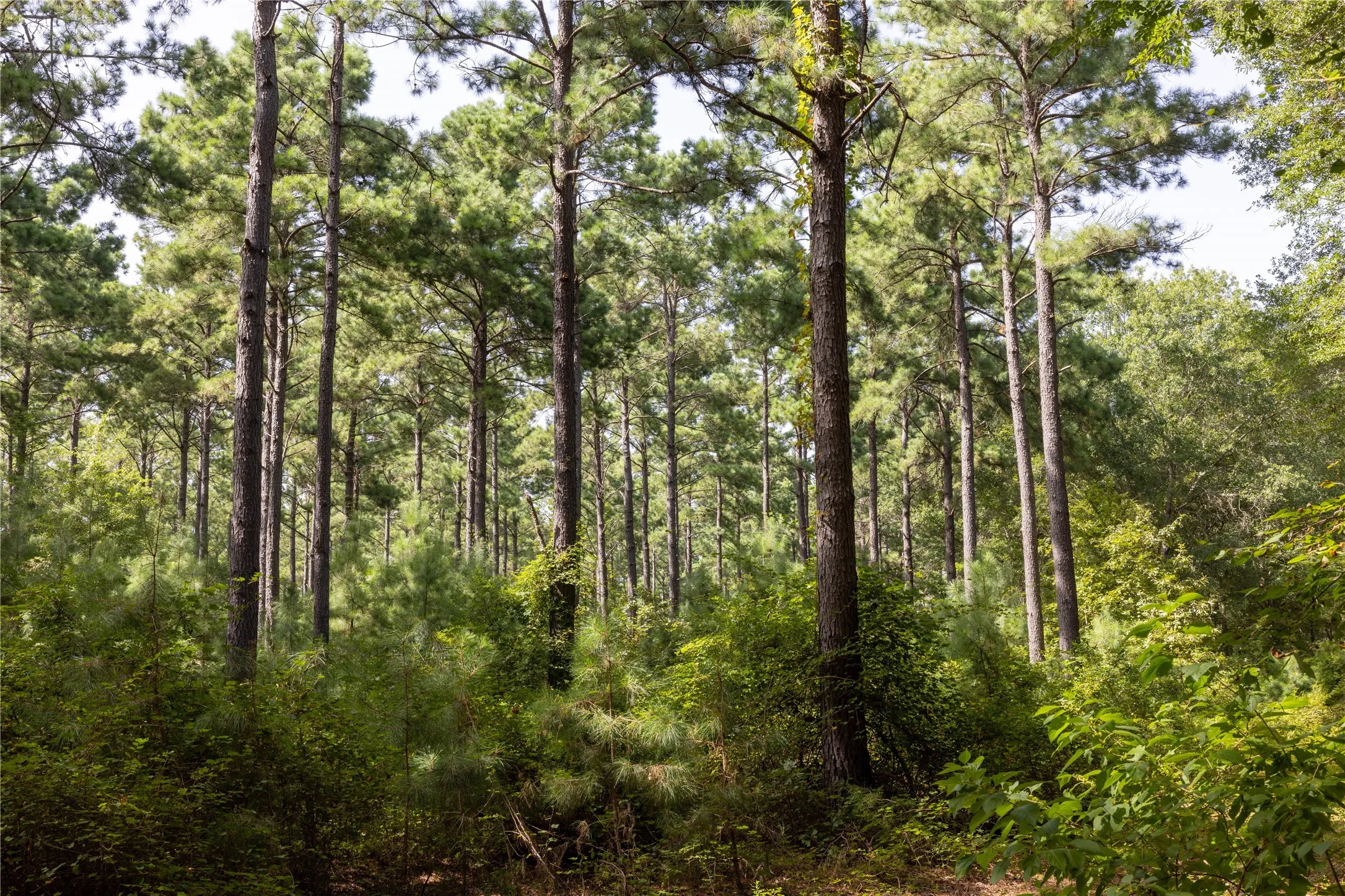 Unimproved Land For Sale in Henderson County , Tract 10 County Road 4222, Frankston, Texas 75763, 0, 0, Garage spaces, 0 Sqft, built in 0, Price $939,236, mls#20707829, Real Estate Agent in Frankston, Homes For Sale in Henderson county, Homes For Sale in Frankston, Realtor in Frankston Texas, Real Estate Brokerage Independent Realty Texas, Luminita Cordes Realtor