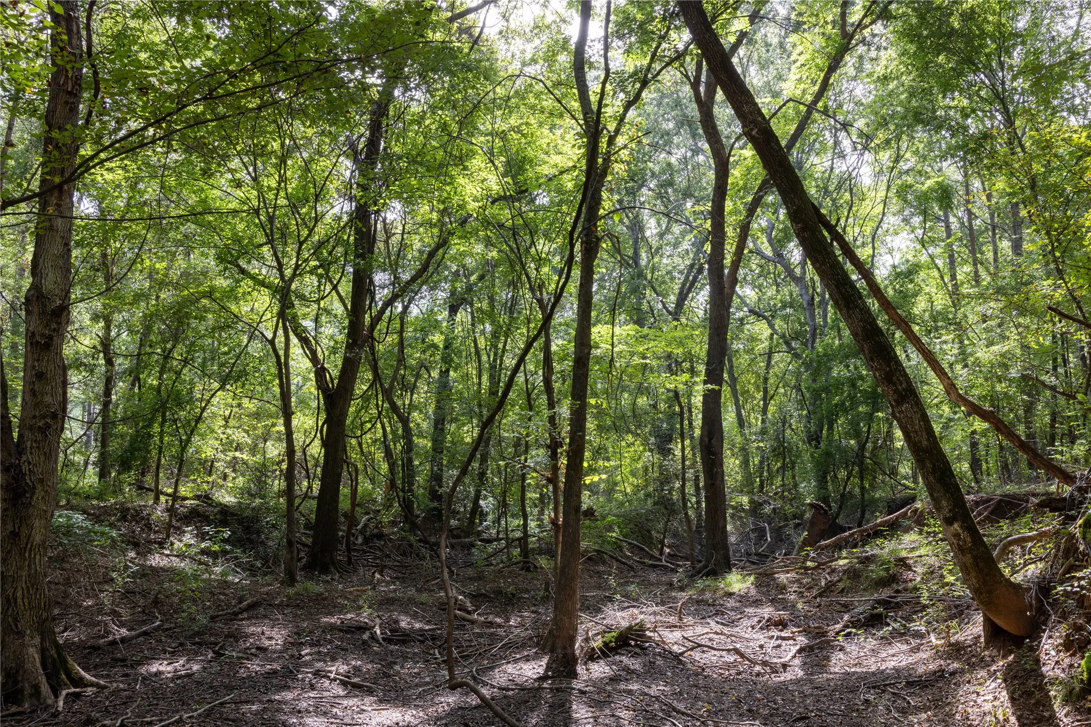 Unimproved Land For Sale in Henderson County , Tract 10 County Road 4222, Frankston, Texas 75763, 0, 0, Garage spaces, 0 Sqft, built in 0, Price $939,236, mls#20707829, Real Estate Agent in Frankston, Homes For Sale in Henderson county, Homes For Sale in Frankston, Realtor in Frankston Texas, Real Estate Brokerage Independent Realty Texas, Luminita Cordes Realtor