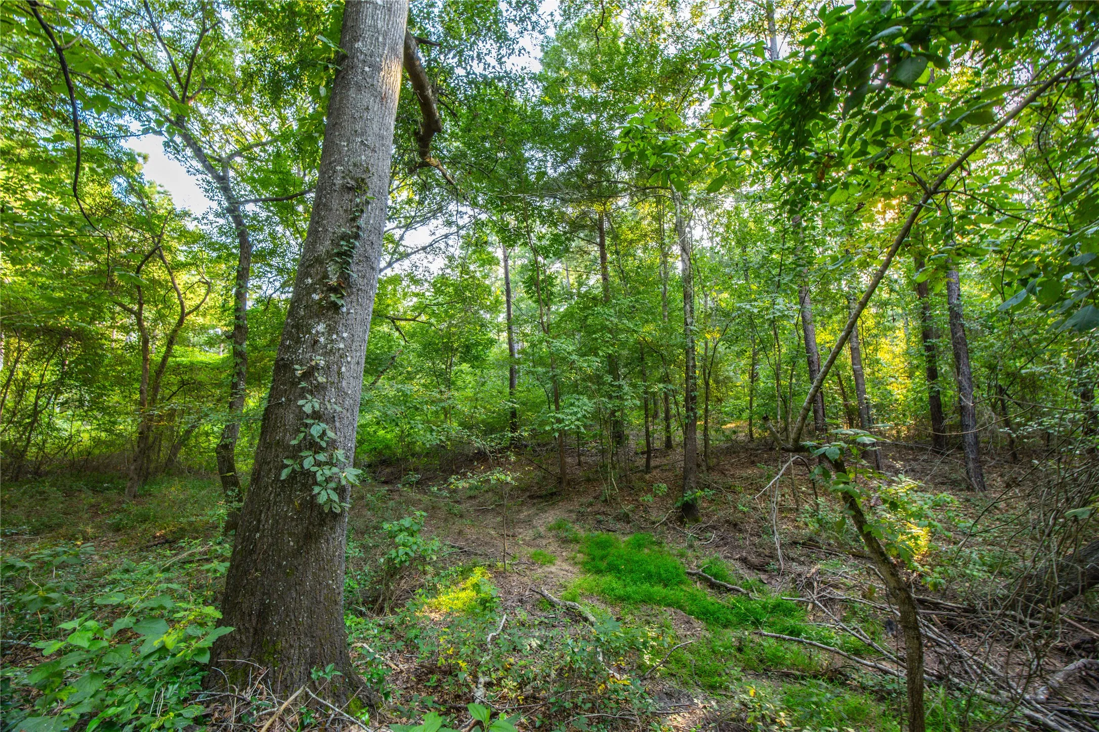 Unimproved Land For Sale in Henderson County , Tract 11 County Road 4222, Frankston, Texas 75763, 0, 0, Garage spaces, 0 Sqft, built in 0, Price $925,696, mls#20707851, Real Estate Agent in Frankston, Homes For Sale in Henderson county, Homes For Sale in Frankston, Realtor in Frankston Texas, Real Estate Brokerage Independent Realty Texas, Luminita Cordes Realtor