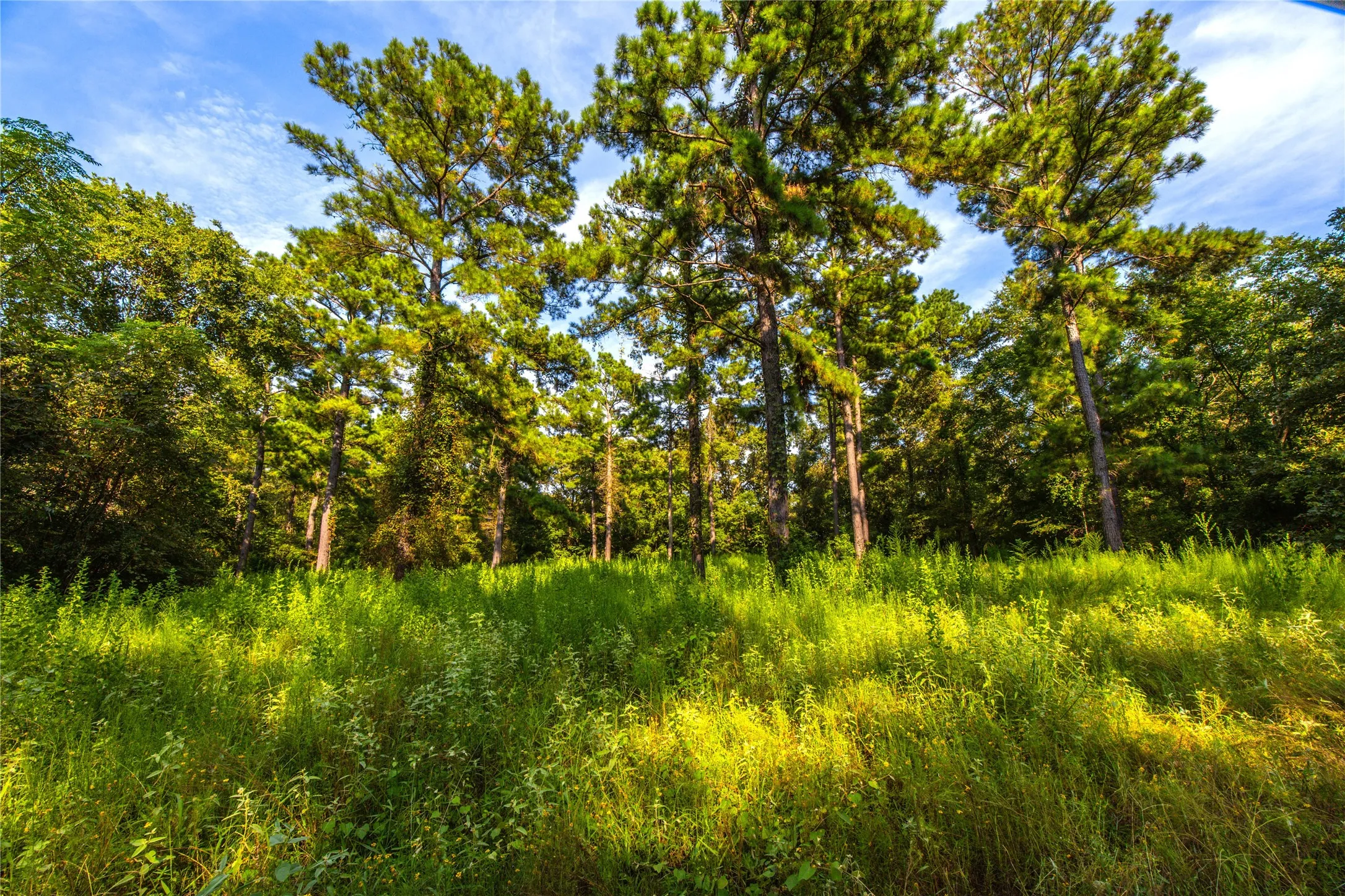 Unimproved Land For Sale in Henderson County , Tract 11 County Road 4222, Frankston, Texas 75763, 0, 0, Garage spaces, 0 Sqft, built in 0, Price $925,696, mls#20707851, Real Estate Agent in Frankston, Homes For Sale in Henderson county, Homes For Sale in Frankston, Realtor in Frankston Texas, Real Estate Brokerage Independent Realty Texas, Luminita Cordes Realtor