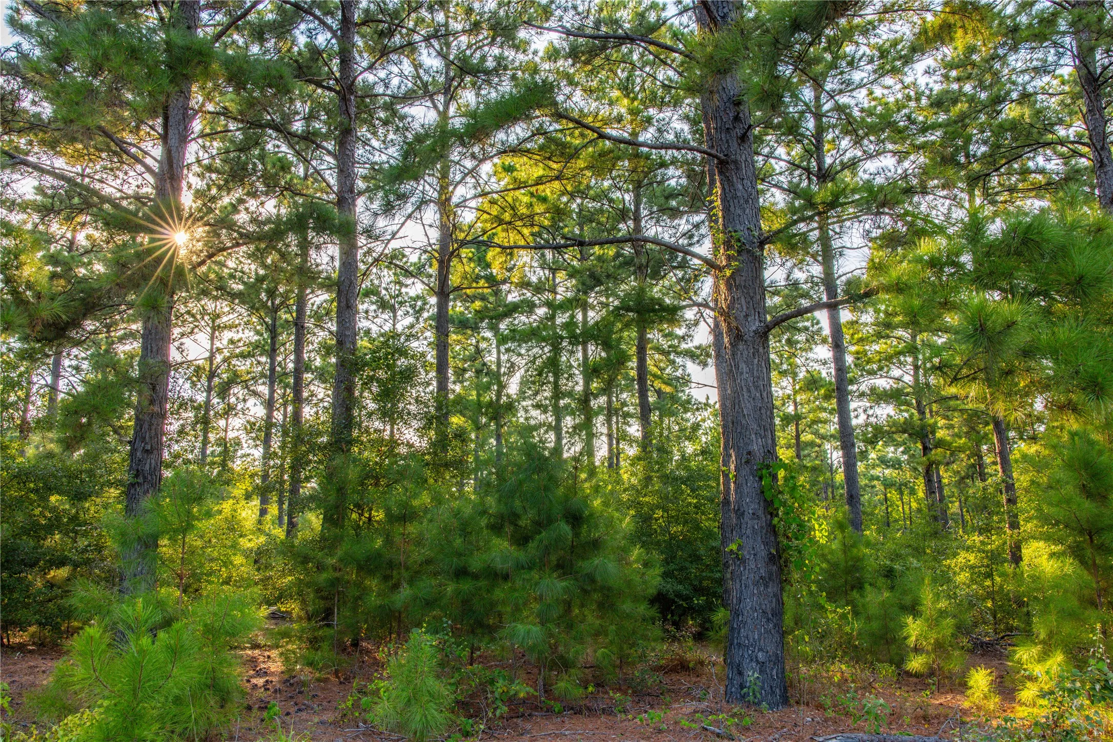 Unimproved Land For Sale in Henderson County , Tract 11 County Road 4222, Frankston, Texas 75763, 0, 0, Garage spaces, 0 Sqft, built in 0, Price $925,696, mls#20707851, Real Estate Agent in Frankston, Homes For Sale in Henderson county, Homes For Sale in Frankston, Realtor in Frankston Texas, Real Estate Brokerage Independent Realty Texas, Luminita Cordes Realtor