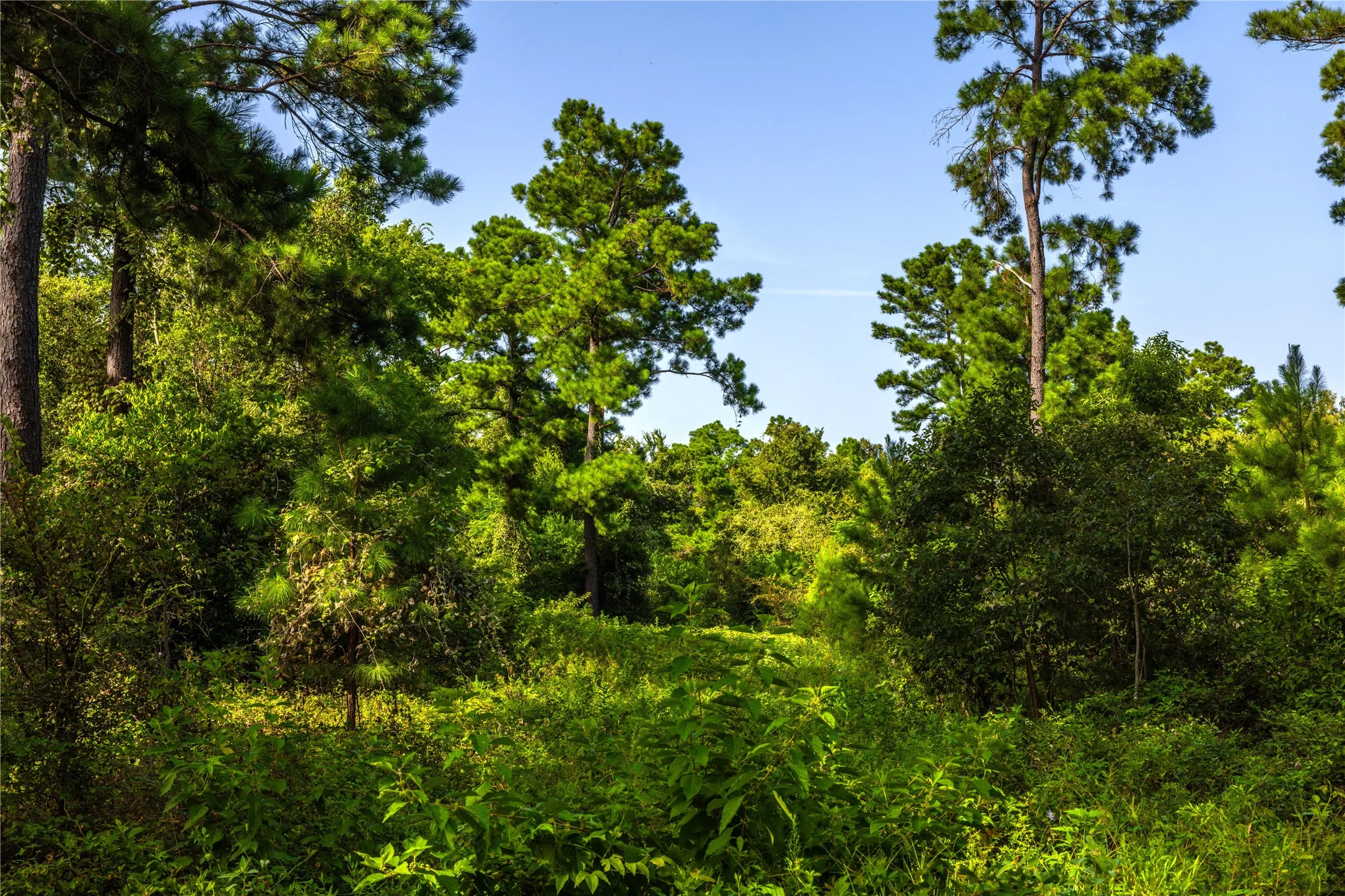 Unimproved Land For Sale in Henderson County , Tract 11 County Road 4222, Frankston, Texas 75763, 0, 0, Garage spaces, 0 Sqft, built in 0, Price $925,696, mls#20707851, Real Estate Agent in Frankston, Homes For Sale in Henderson county, Homes For Sale in Frankston, Realtor in Frankston Texas, Real Estate Brokerage Independent Realty Texas, Luminita Cordes Realtor