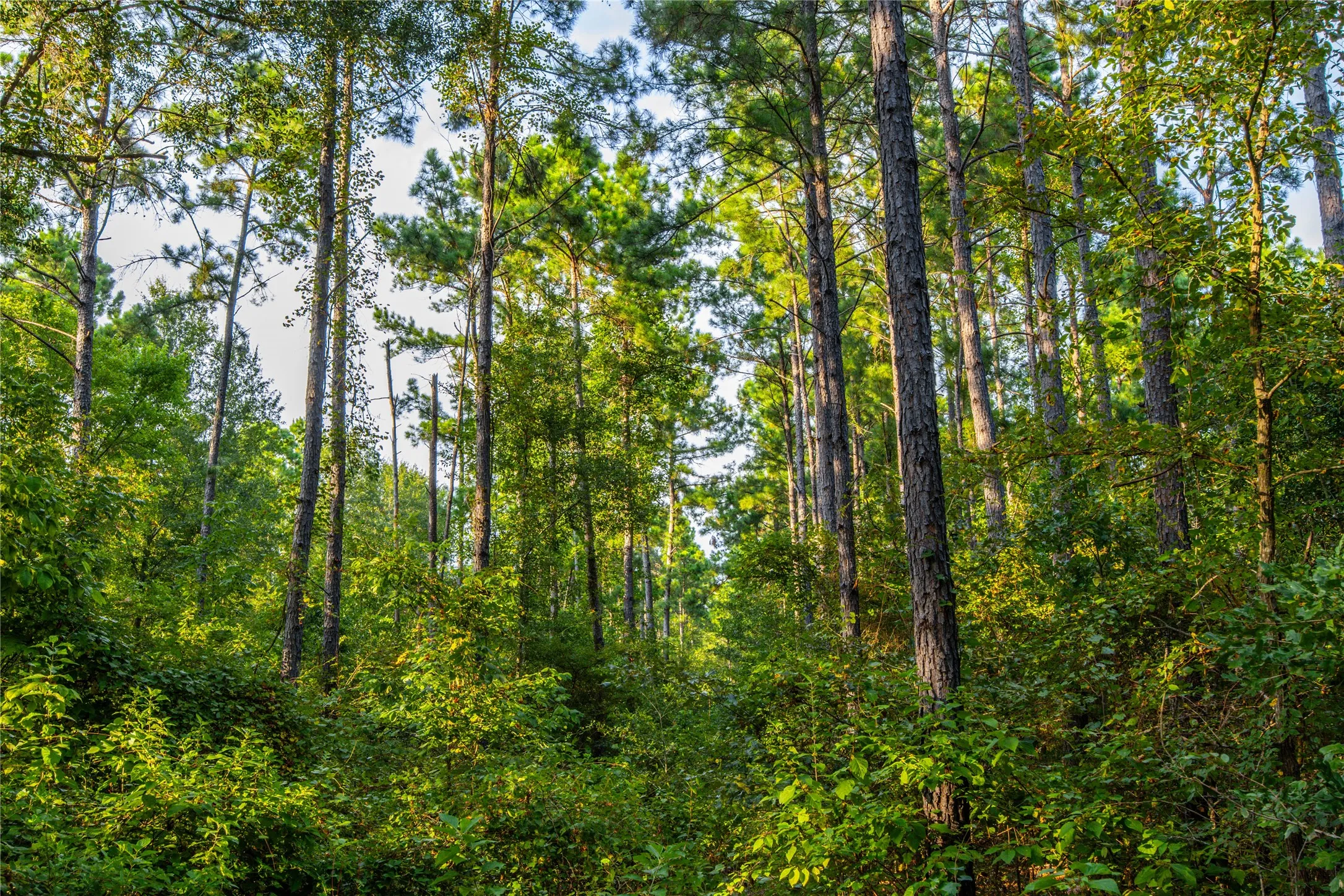 Unimproved Land For Sale in Henderson County , Tract 11 County Road 4222, Frankston, Texas 75763, 0, 0, Garage spaces, 0 Sqft, built in 0, Price $925,696, mls#20707851, Real Estate Agent in Frankston, Homes For Sale in Henderson county, Homes For Sale in Frankston, Realtor in Frankston Texas, Real Estate Brokerage Independent Realty Texas, Luminita Cordes Realtor