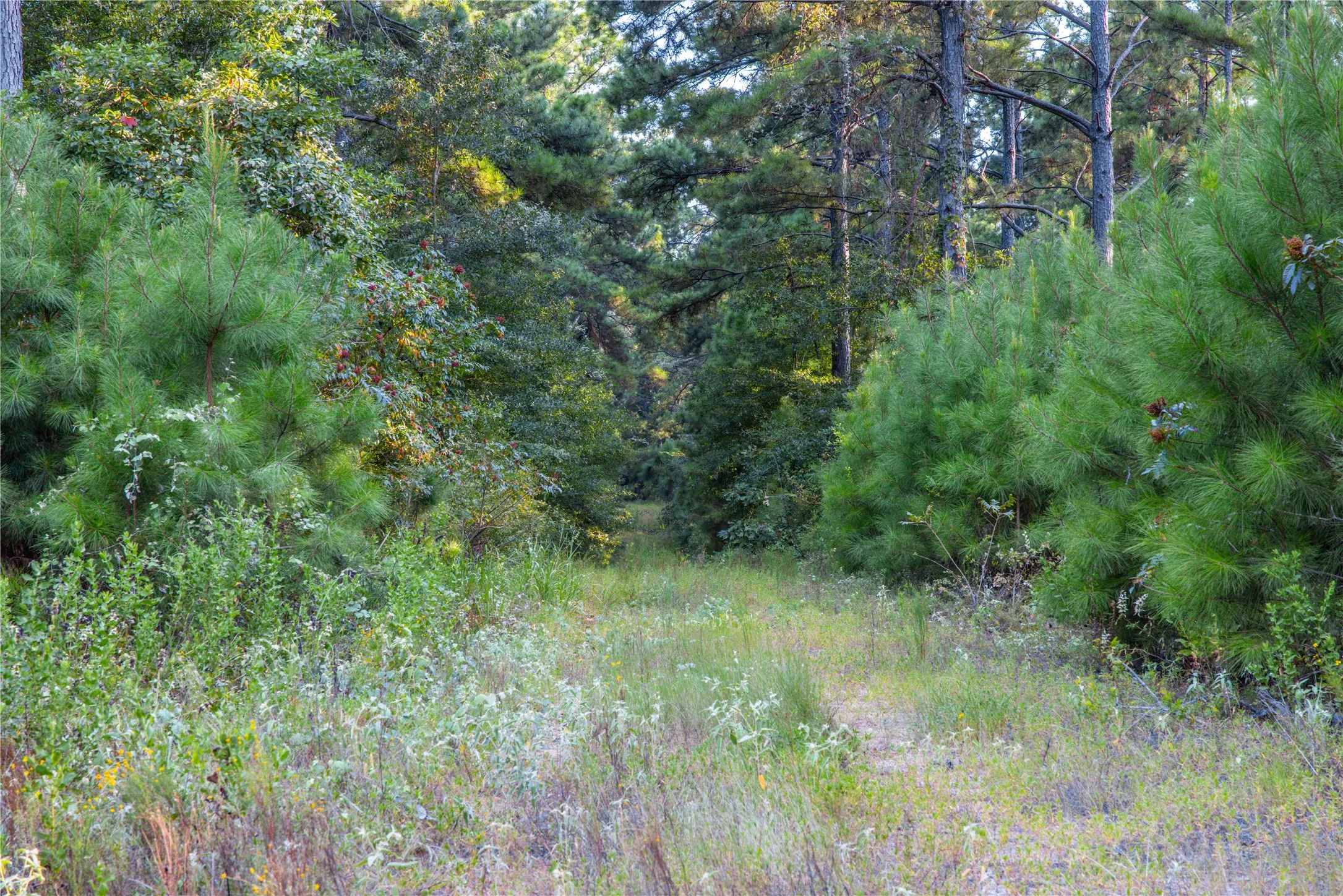 Unimproved Land For Sale in Henderson County , Tract 11 County Road 4222, Frankston, Texas 75763, 0, 0, Garage spaces, 0 Sqft, built in 0, Price $925,696, mls#20707851, Real Estate Agent in Frankston, Homes For Sale in Henderson county, Homes For Sale in Frankston, Realtor in Frankston Texas, Real Estate Brokerage Independent Realty Texas, Luminita Cordes Realtor