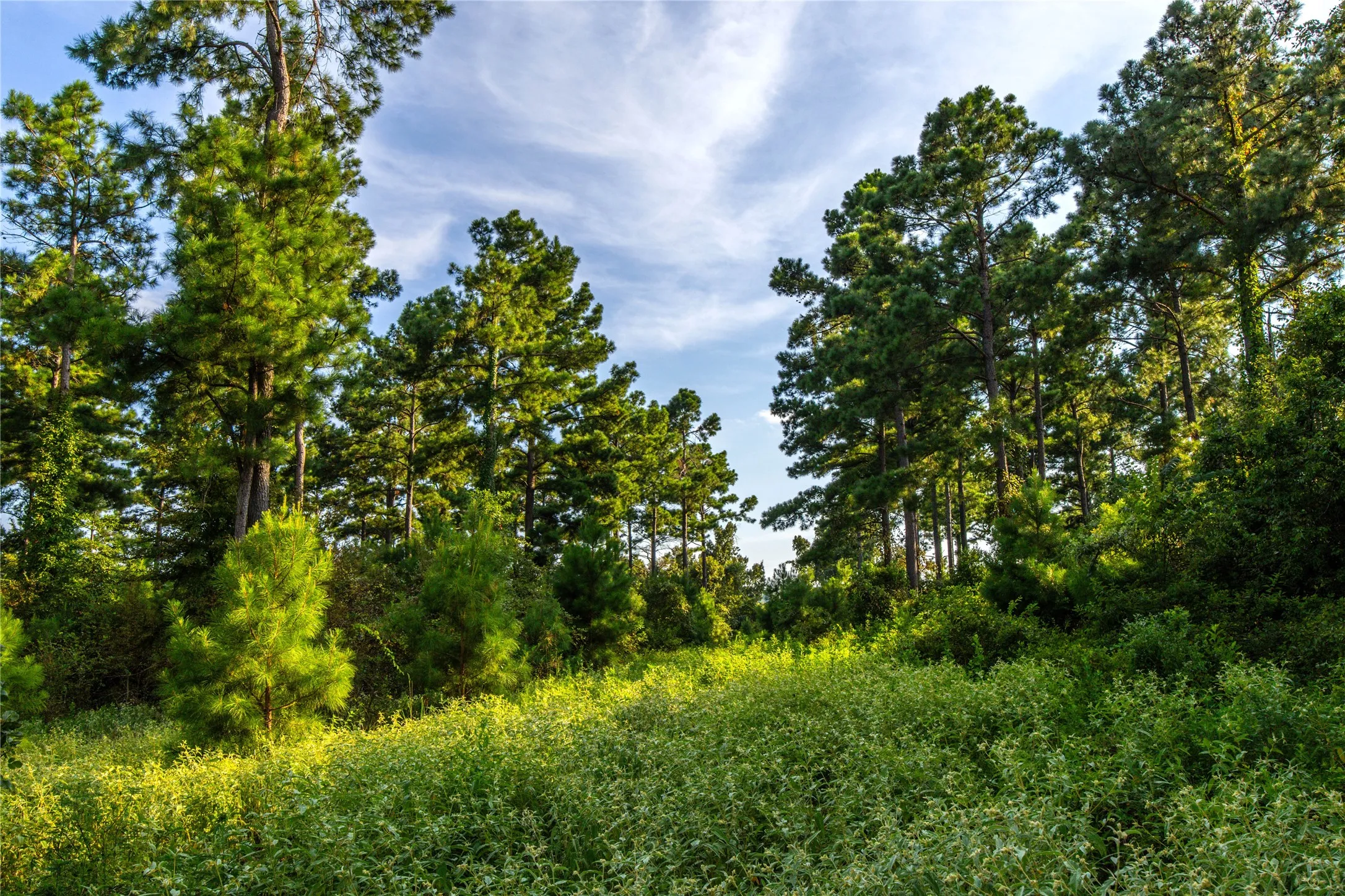 Unimproved Land For Sale in Henderson County , Tract 11 County Road 4222, Frankston, Texas 75763, 0, 0, Garage spaces, 0 Sqft, built in 0, Price $925,696, mls#20707851, Real Estate Agent in Frankston, Homes For Sale in Henderson county, Homes For Sale in Frankston, Realtor in Frankston Texas, Real Estate Brokerage Independent Realty Texas, Luminita Cordes Realtor