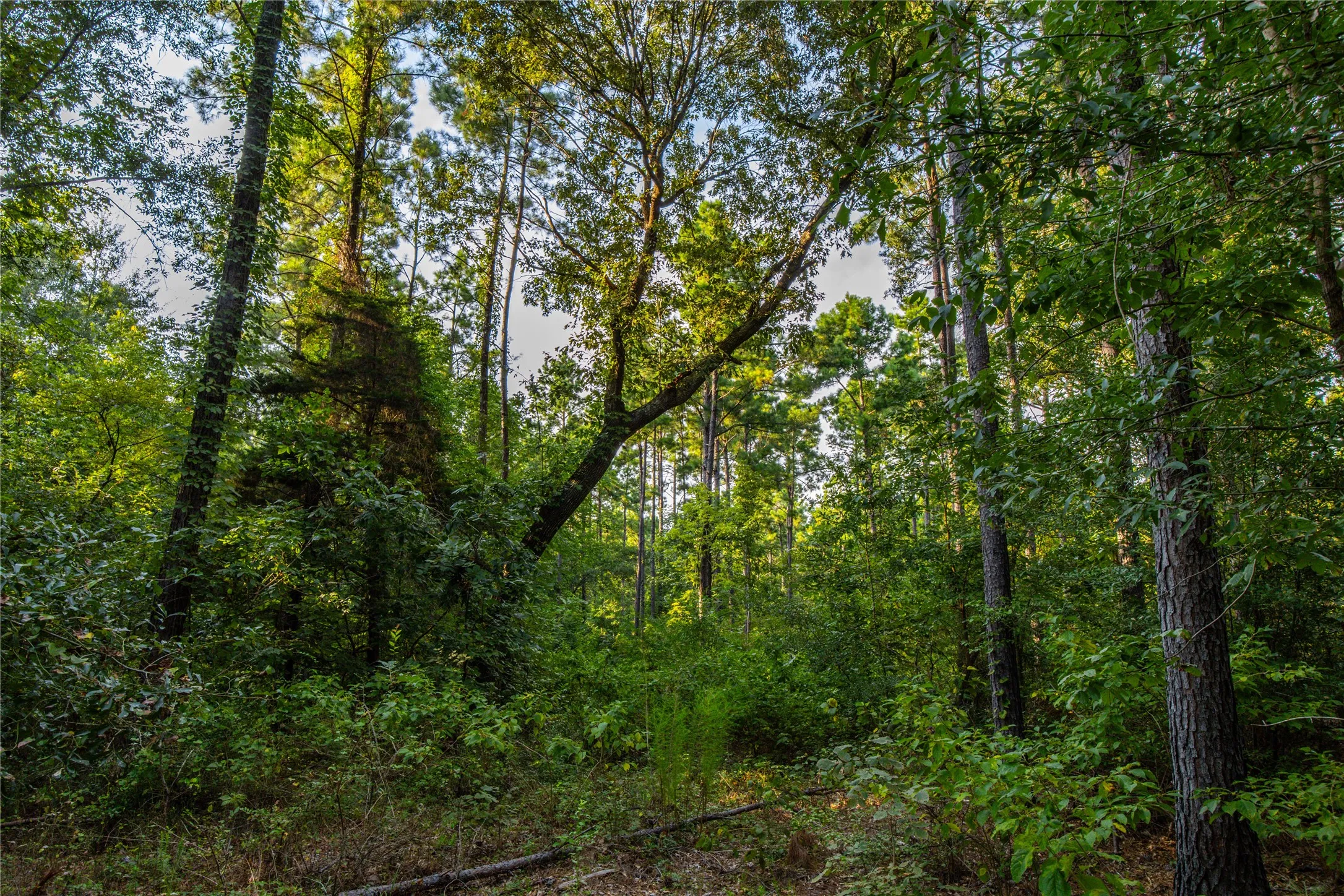 Unimproved Land For Sale in Henderson County , Tract 11 County Road 4222, Frankston, Texas 75763, 0, 0, Garage spaces, 0 Sqft, built in 0, Price $925,696, mls#20707851, Real Estate Agent in Frankston, Homes For Sale in Henderson county, Homes For Sale in Frankston, Realtor in Frankston Texas, Real Estate Brokerage Independent Realty Texas, Luminita Cordes Realtor