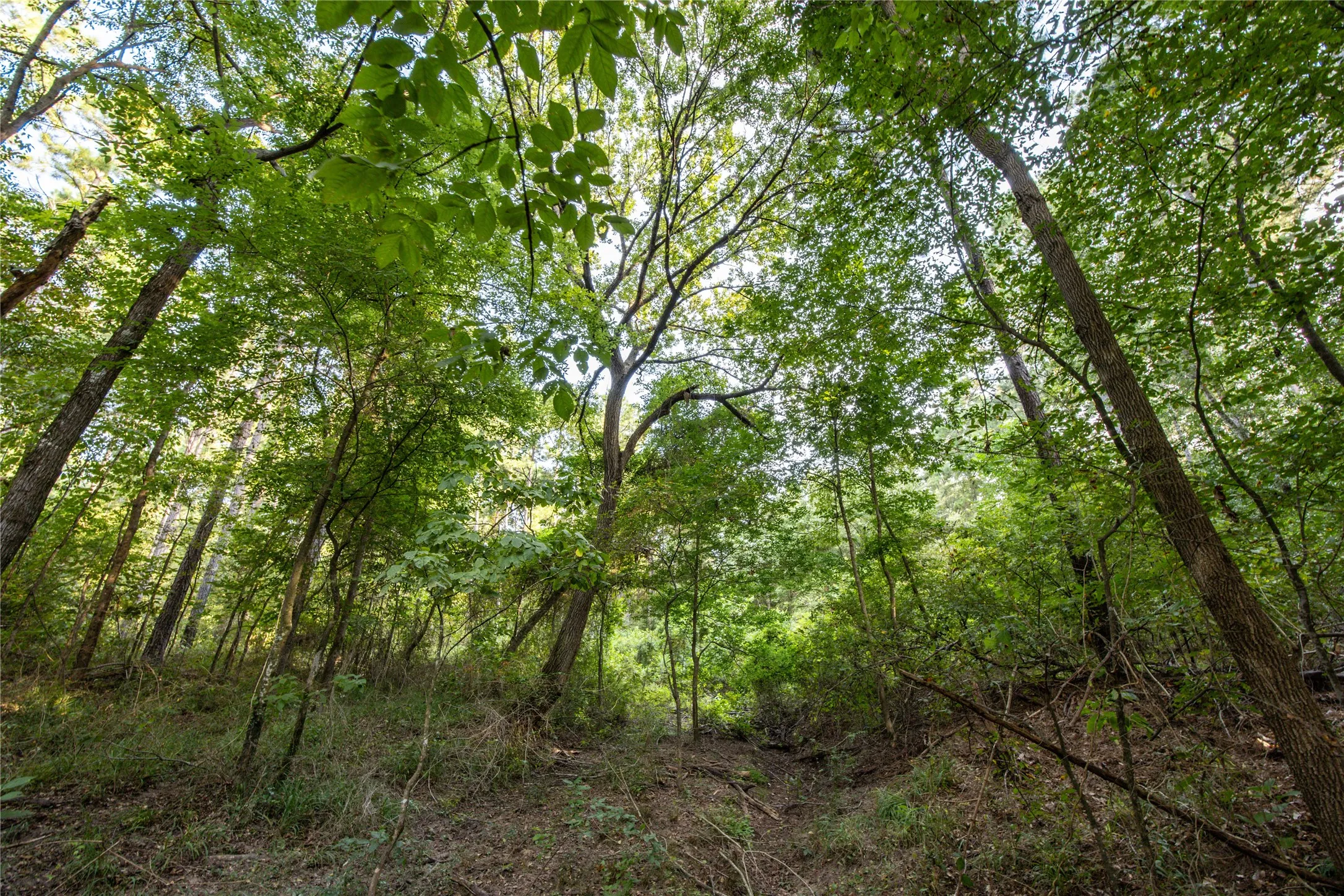 Unimproved Land For Sale in Henderson County , Tract 11 County Road 4222, Frankston, Texas 75763, 0, 0, Garage spaces, 0 Sqft, built in 0, Price $925,696, mls#20707851, Real Estate Agent in Frankston, Homes For Sale in Henderson county, Homes For Sale in Frankston, Realtor in Frankston Texas, Real Estate Brokerage Independent Realty Texas, Luminita Cordes Realtor