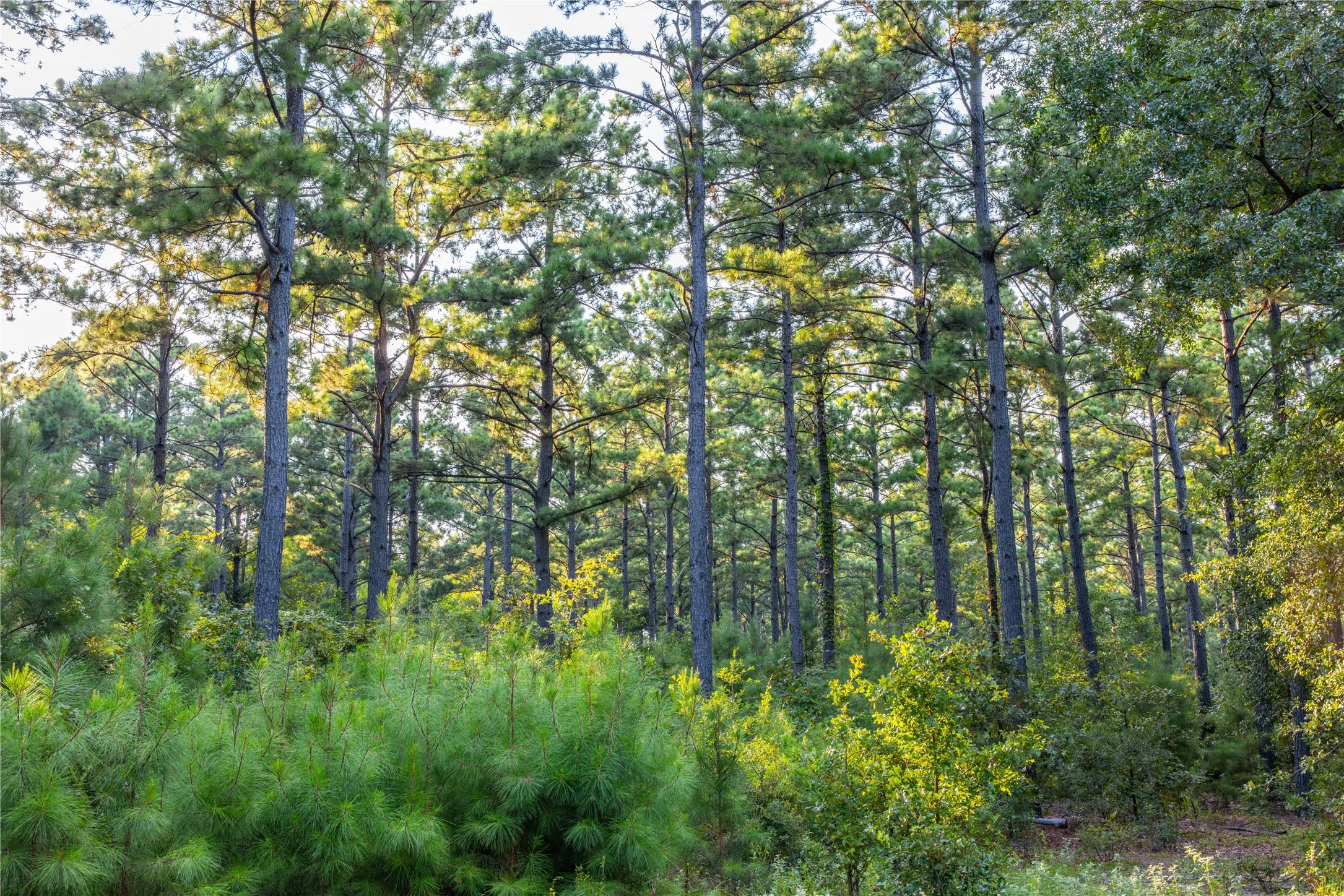 Unimproved Land For Sale in Henderson County , Tract 11 County Road 4222, Frankston, Texas 75763, 0, 0, Garage spaces, 0 Sqft, built in 0, Price $925,696, mls#20707851, Real Estate Agent in Frankston, Homes For Sale in Henderson county, Homes For Sale in Frankston, Realtor in Frankston Texas, Real Estate Brokerage Independent Realty Texas, Luminita Cordes Realtor