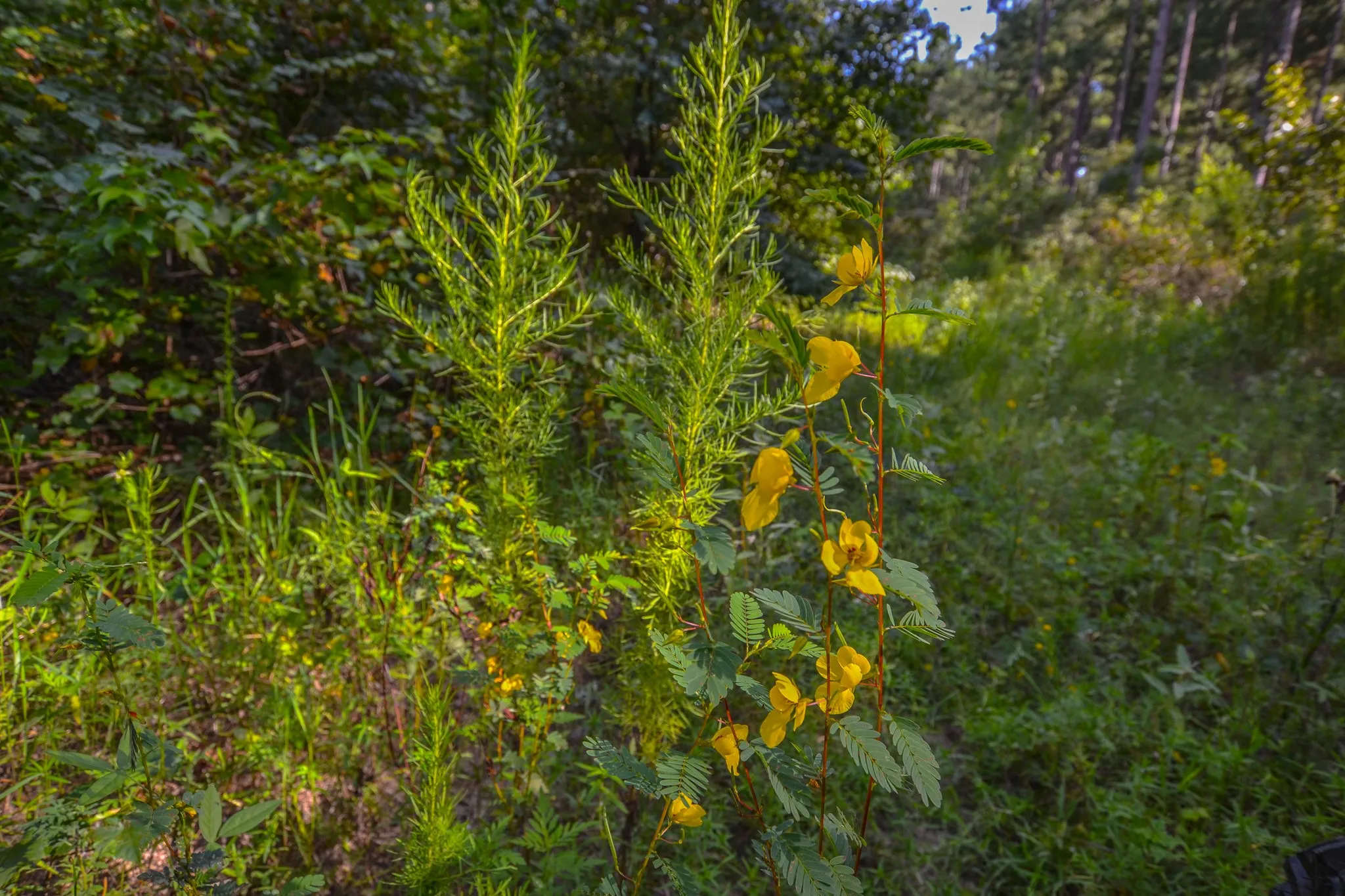 Unimproved Land For Sale in Henderson County , Tract 18 County Road 4224, Frankston, Texas 75763, 0, 0, Garage spaces, 0 Sqft, built in 0, Price $400,000, mls#20708138, Real Estate Agent in Frankston, Homes For Sale in Henderson county, Homes For Sale in Frankston, Realtor in Frankston Texas, Real Estate Brokerage Independent Realty Texas, Luminita Cordes Realtor
