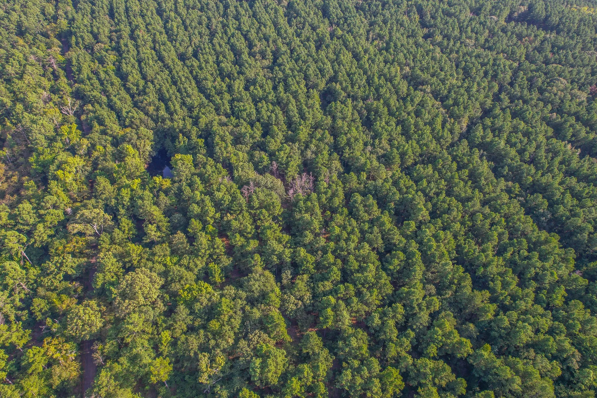 Unimproved Land For Sale in Henderson County , Tract 18 County Road 4224, Frankston, Texas 75763, 0, 0, Garage spaces, 0 Sqft, built in 0, Price $400,000, mls#20708138, Real Estate Agent in Frankston, Homes For Sale in Henderson county, Homes For Sale in Frankston, Realtor in Frankston Texas, Real Estate Brokerage Independent Realty Texas, Luminita Cordes Realtor