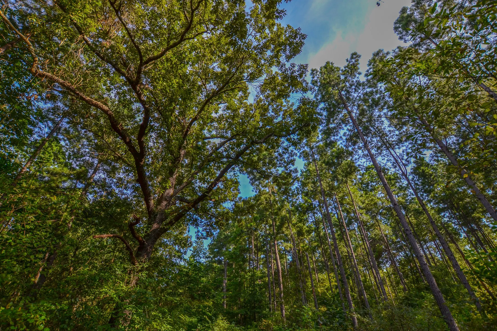 Unimproved Land For Sale in Henderson County , Tract 18 County Road 4224, Frankston, Texas 75763, 0, 0, Garage spaces, 0 Sqft, built in 0, Price $400,000, mls#20708138, Real Estate Agent in Frankston, Homes For Sale in Henderson county, Homes For Sale in Frankston, Realtor in Frankston Texas, Real Estate Brokerage Independent Realty Texas, Luminita Cordes Realtor