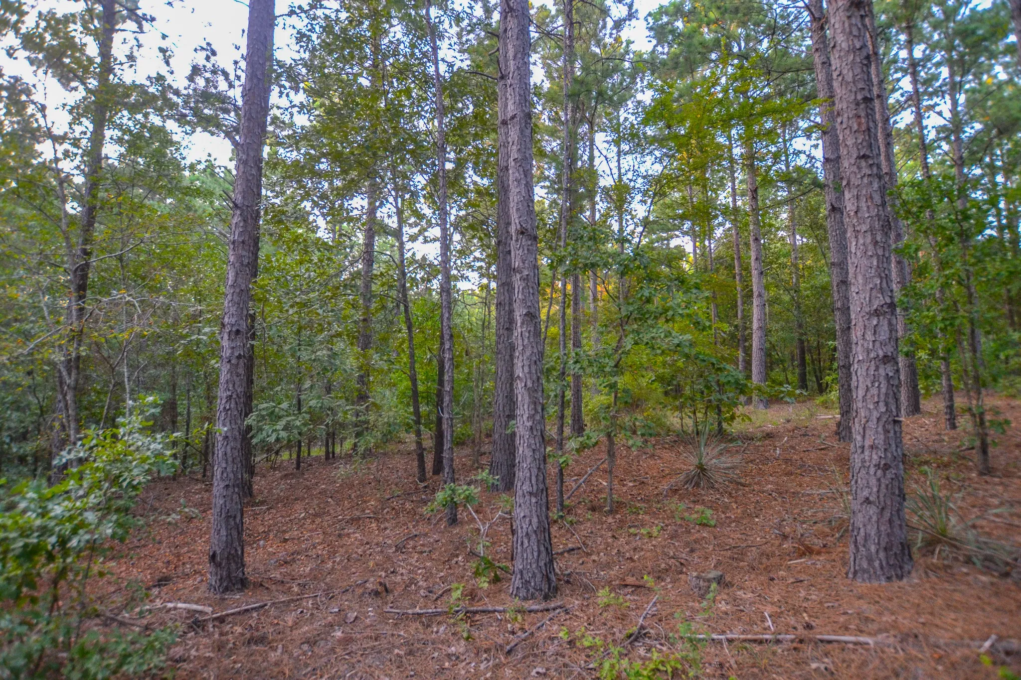 Unimproved Land For Sale in Henderson County , Tract 21 County Road 4224, Frankston, Texas 75763, 0, 0, Garage spaces, 0 Sqft, built in 0, Price $600,000, mls#20708208, Real Estate Agent in Frankston, Homes For Sale in Henderson county, Homes For Sale in Frankston, Realtor in Frankston Texas, Real Estate Brokerage Independent Realty Texas, Luminita Cordes Realtor