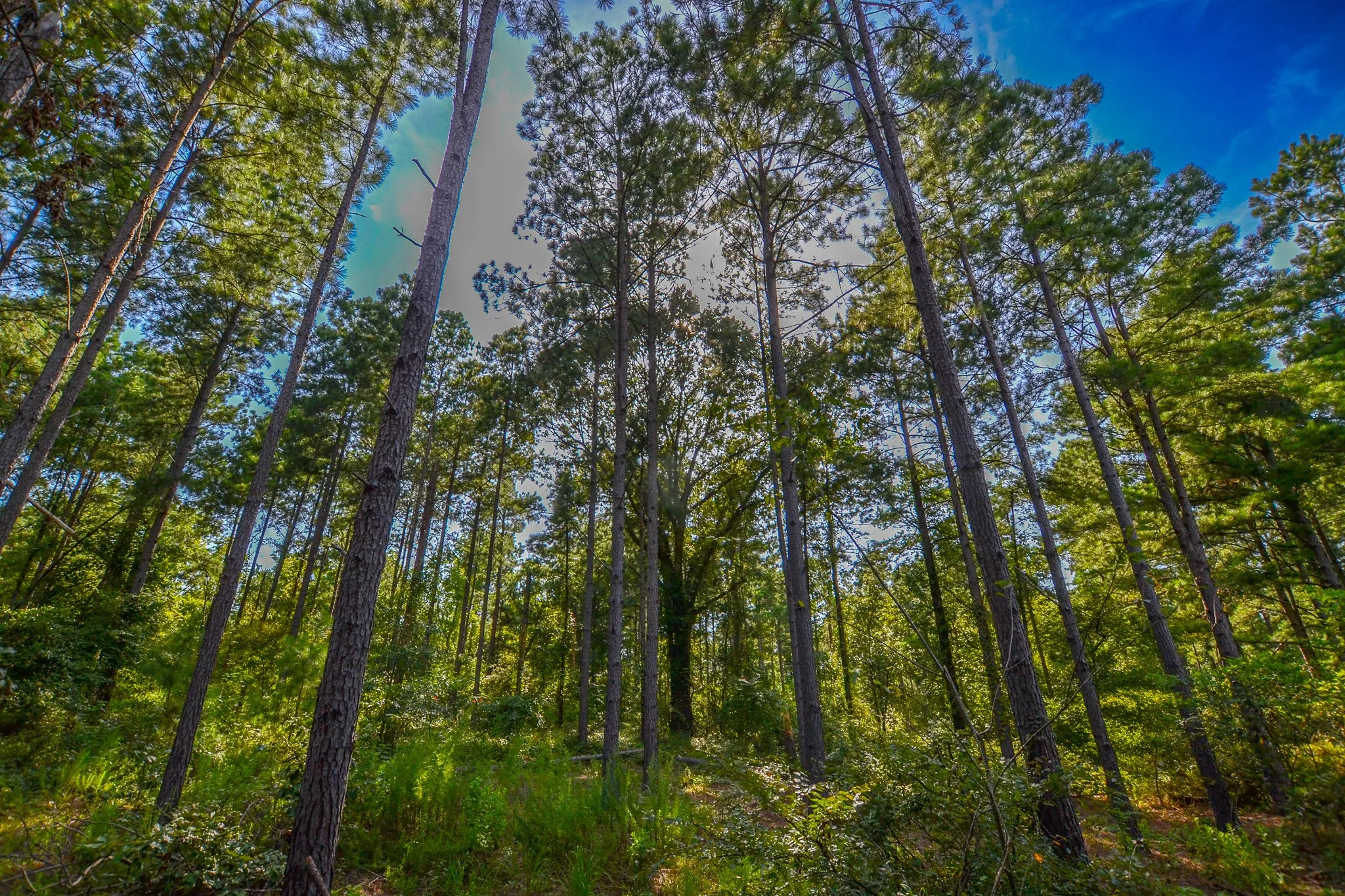 Unimproved Land For Sale in Henderson County , Tract 21 County Road 4224, Frankston, Texas 75763, 0, 0, Garage spaces, 0 Sqft, built in 0, Price $600,000, mls#20708208, Real Estate Agent in Frankston, Homes For Sale in Henderson county, Homes For Sale in Frankston, Realtor in Frankston Texas, Real Estate Brokerage Independent Realty Texas, Luminita Cordes Realtor