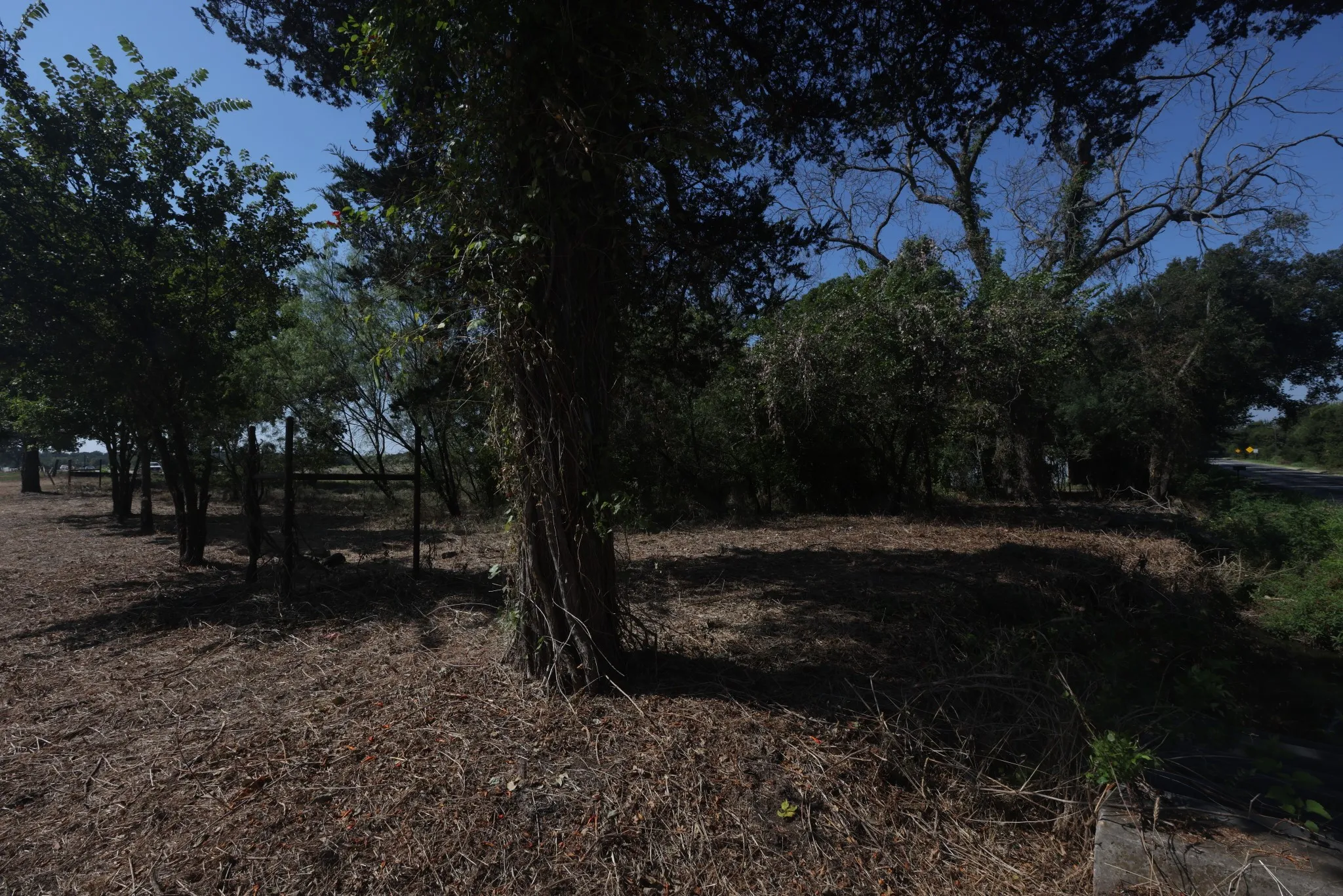 View of local wilderness