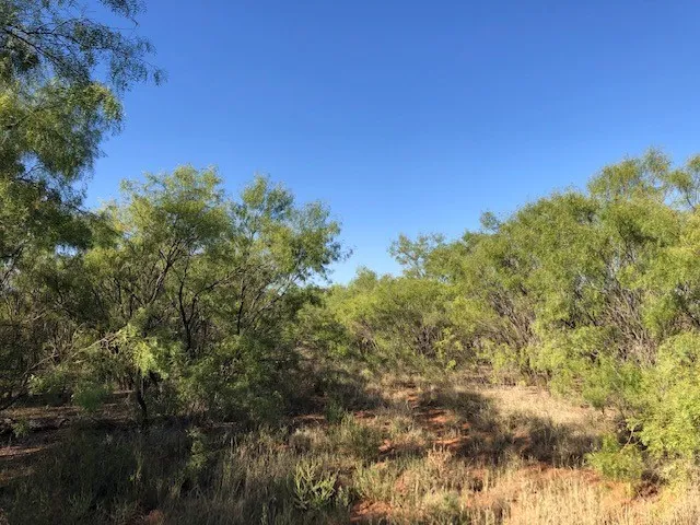 Ranch For Sale in Fisher County , 200 FM 1085, Roby, Texas 79543, 0, 0, Garage spaces, 0 Sqft, built in 0, mls#20709929, Real Estate Agent in Roby, Homes For Sale in Fisher county, Homes For Sale in Roby, Realtor in Roby Texas, Real Estate Brokerage Independent Realty Texas, Luminita Cordes Realtor