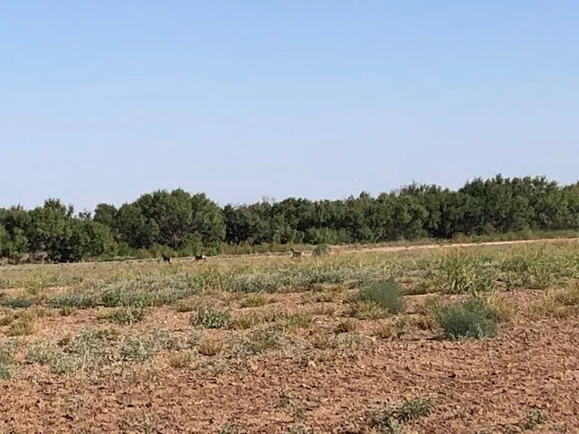 Ranch For Sale in Fisher County , 200 FM 1085, Roby, Texas 79543, 0, 0, Garage spaces, 0 Sqft, built in 0, mls#20709929, Real Estate Agent in Roby, Homes For Sale in Fisher county, Homes For Sale in Roby, Realtor in Roby Texas, Real Estate Brokerage Independent Realty Texas, Luminita Cordes Realtor