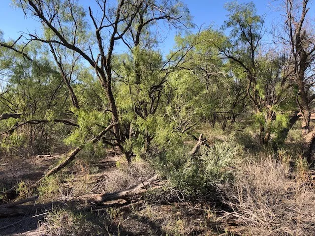 Ranch For Sale in Fisher County , 200 FM 1085, Roby, Texas 79543, 0, 0, Garage spaces, 0 Sqft, built in 0, mls#20709929, Real Estate Agent in Roby, Homes For Sale in Fisher county, Homes For Sale in Roby, Realtor in Roby Texas, Real Estate Brokerage Independent Realty Texas, Luminita Cordes Realtor