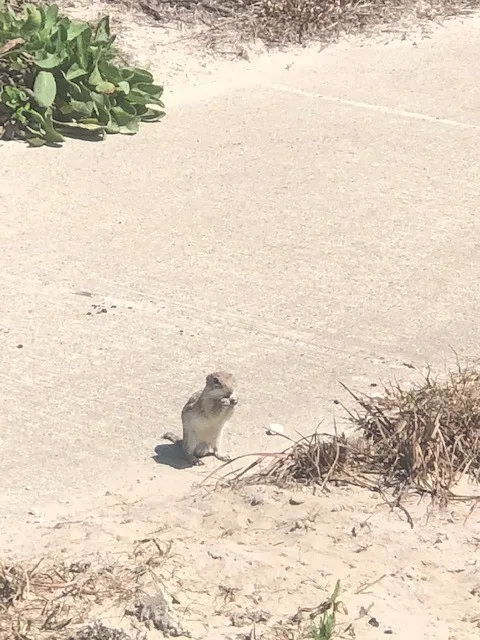little buddy