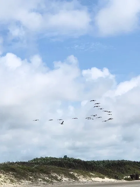 World class bird watching