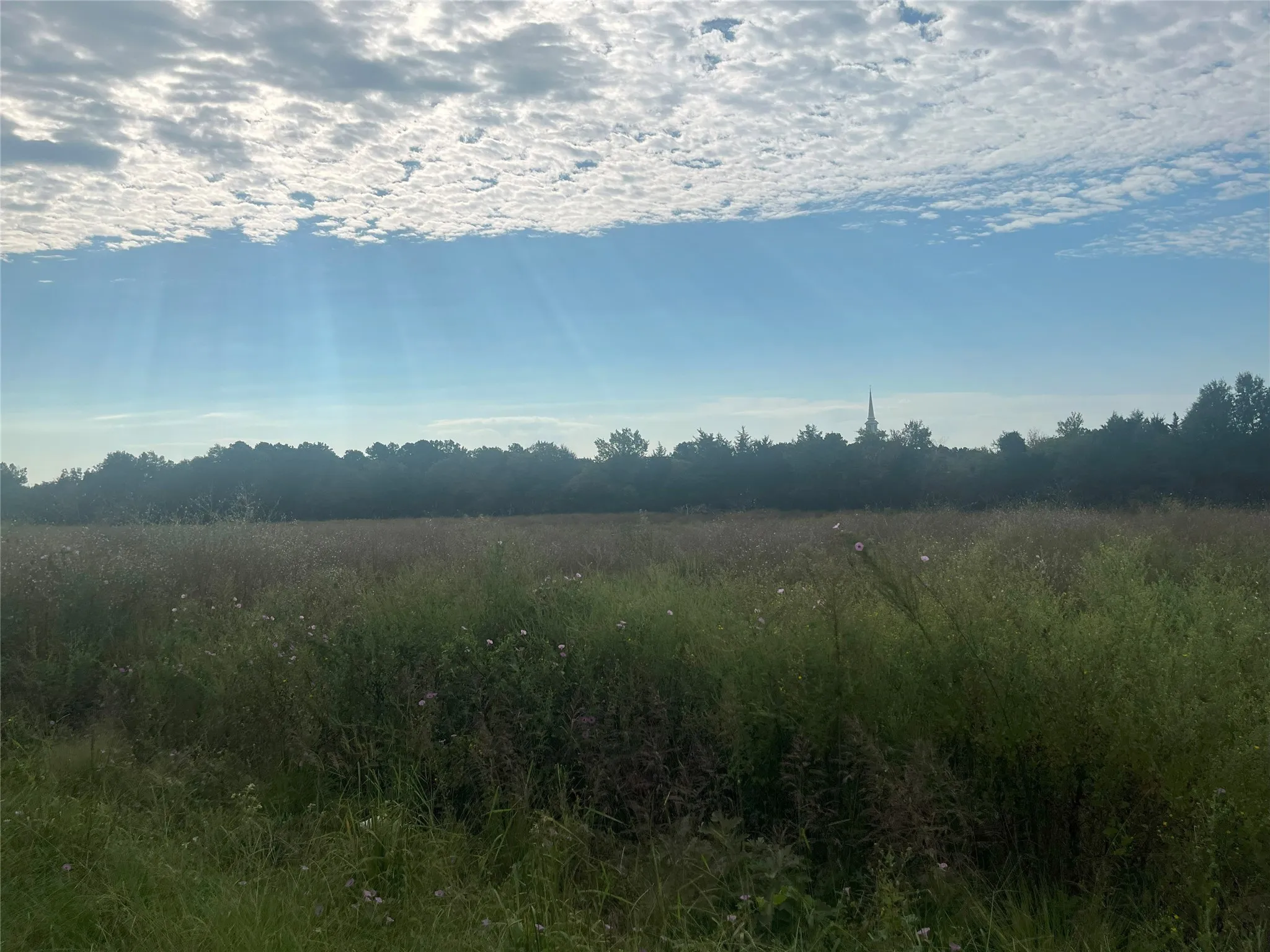 View of local wilderness