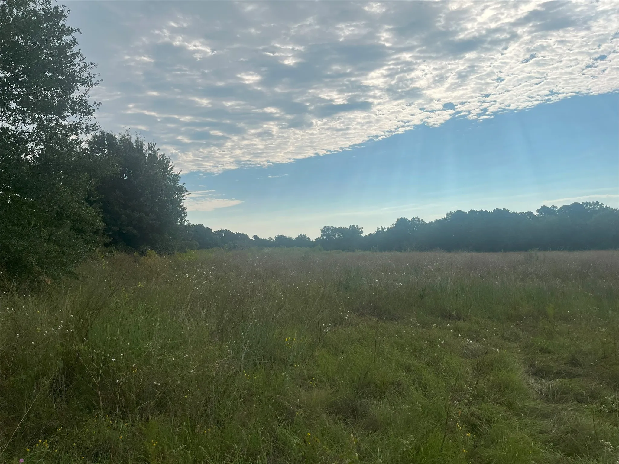 View of local wilderness