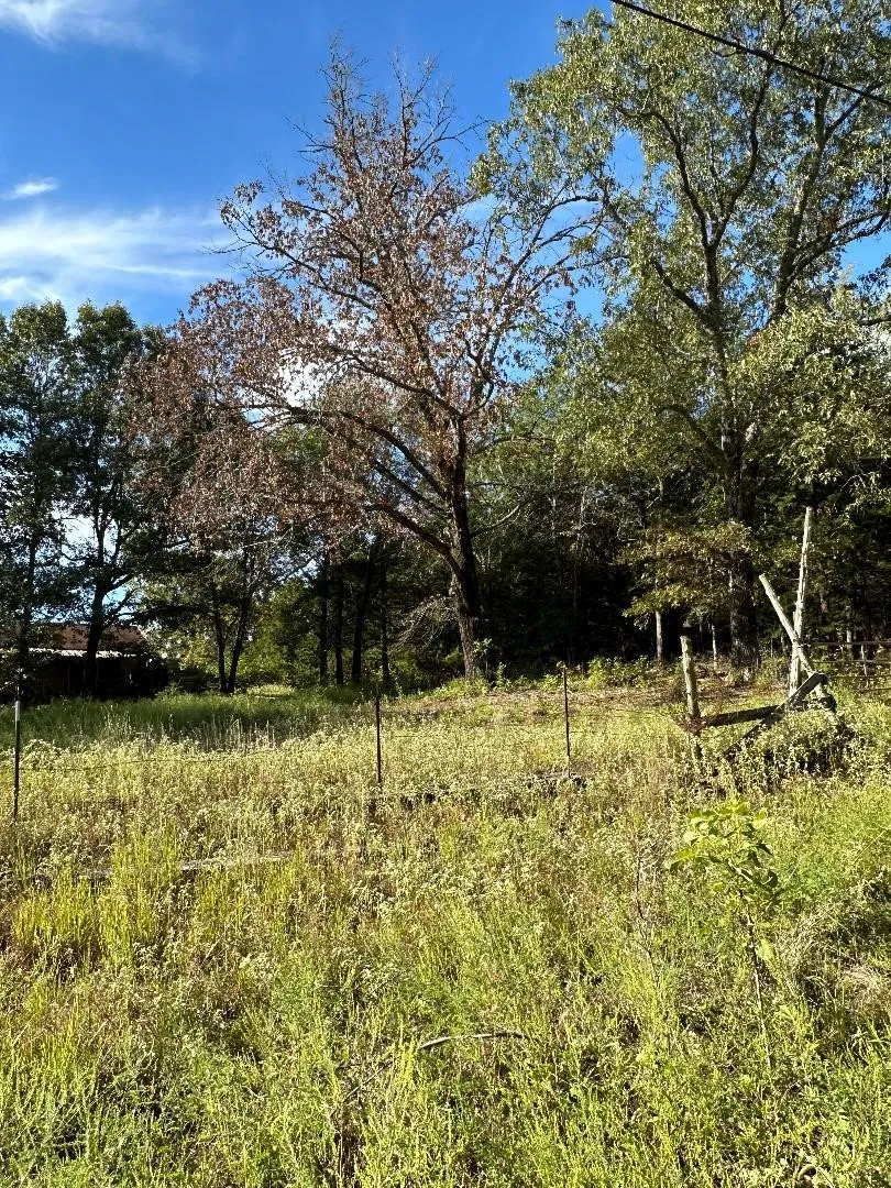 View of local wilderness