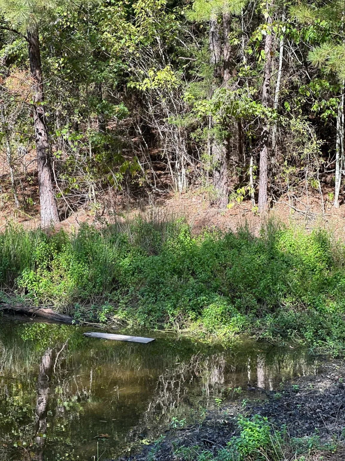 View of local wilderness featuring a water view