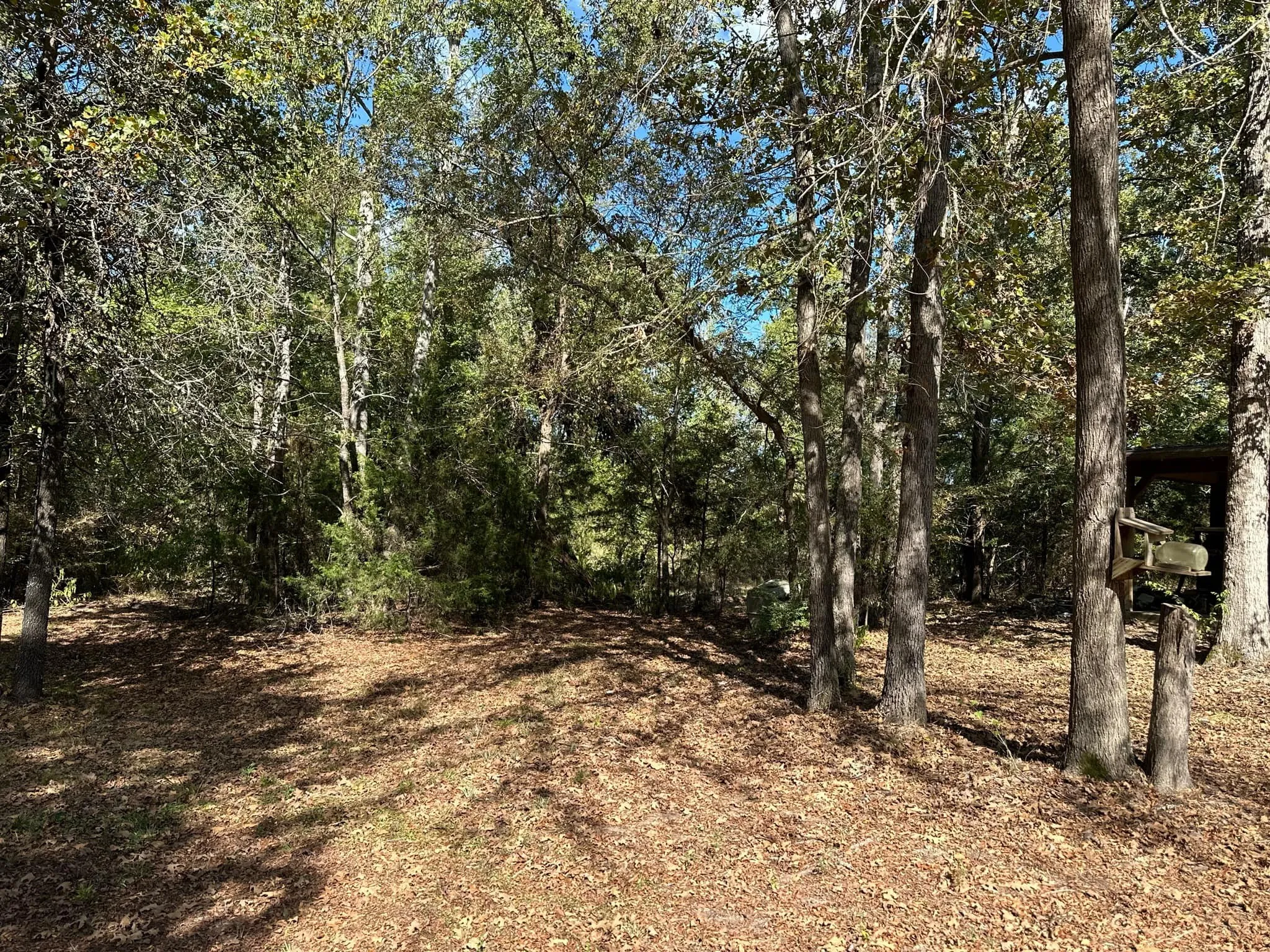 View of local wilderness