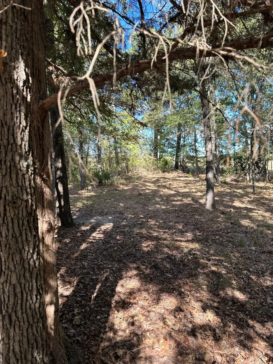 View of local wilderness