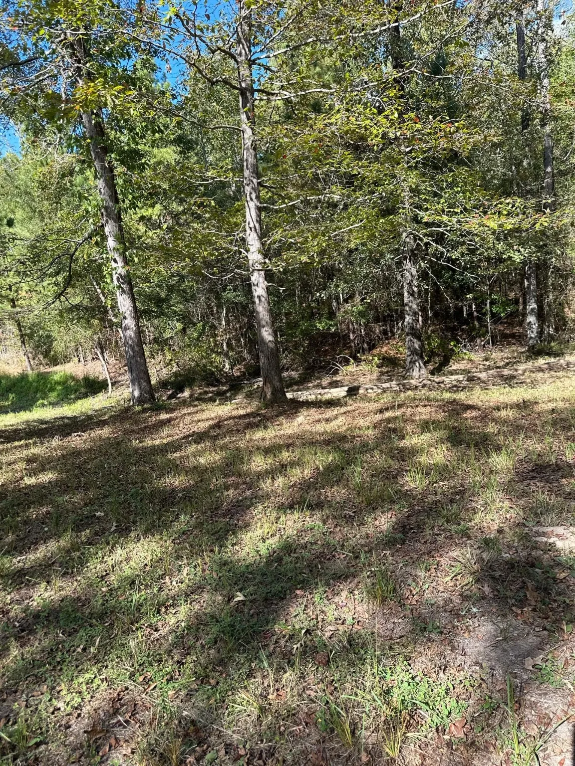 View of local wilderness