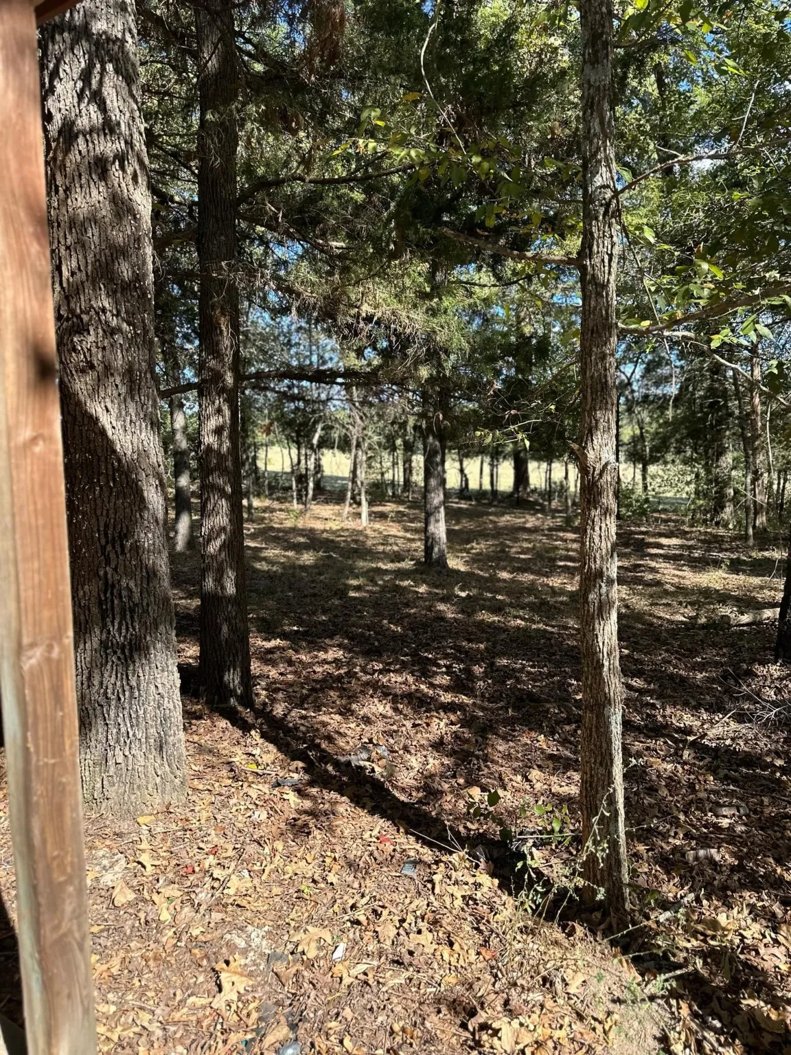 View of local wilderness