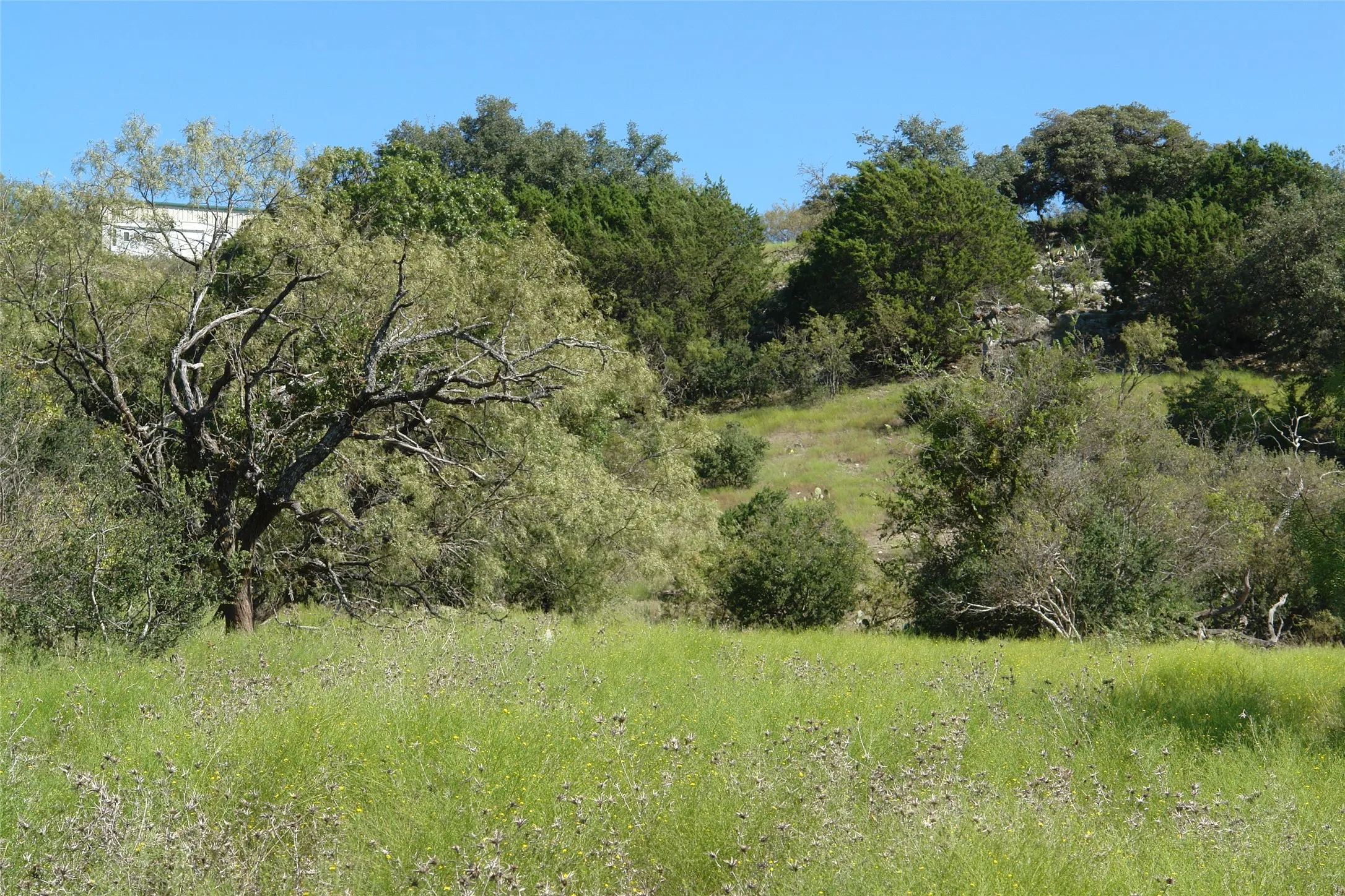 View of local wilderness