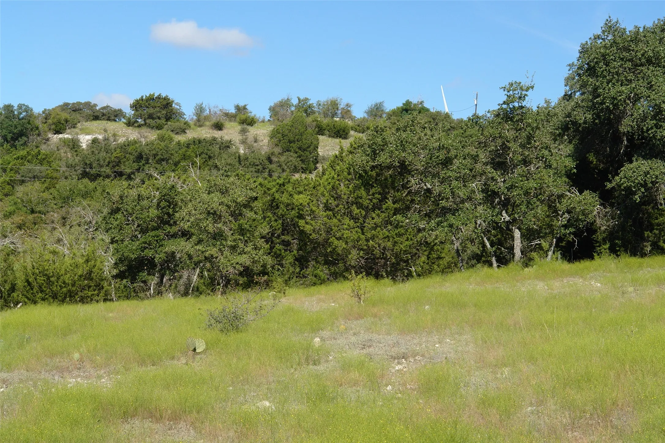 View of local wilderness