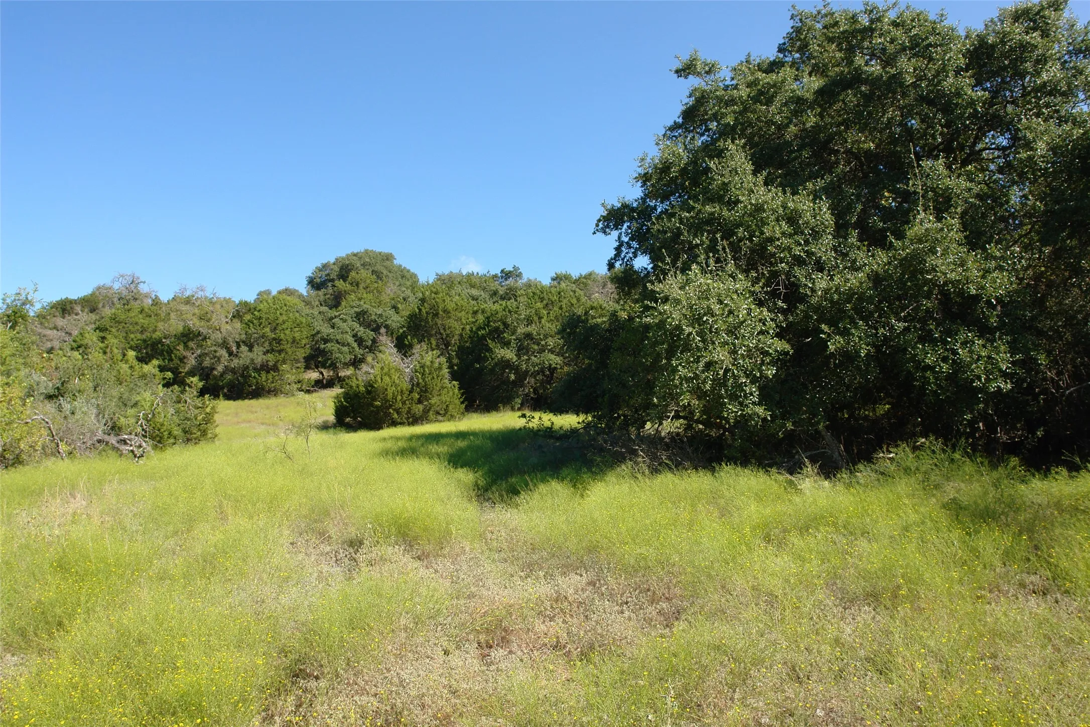 View of local wilderness