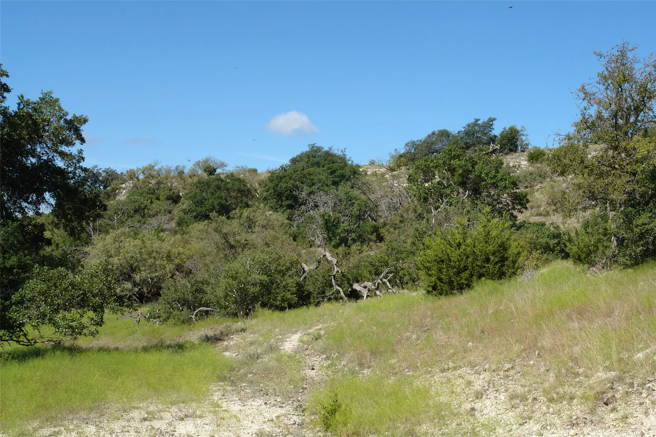 View of local wilderness