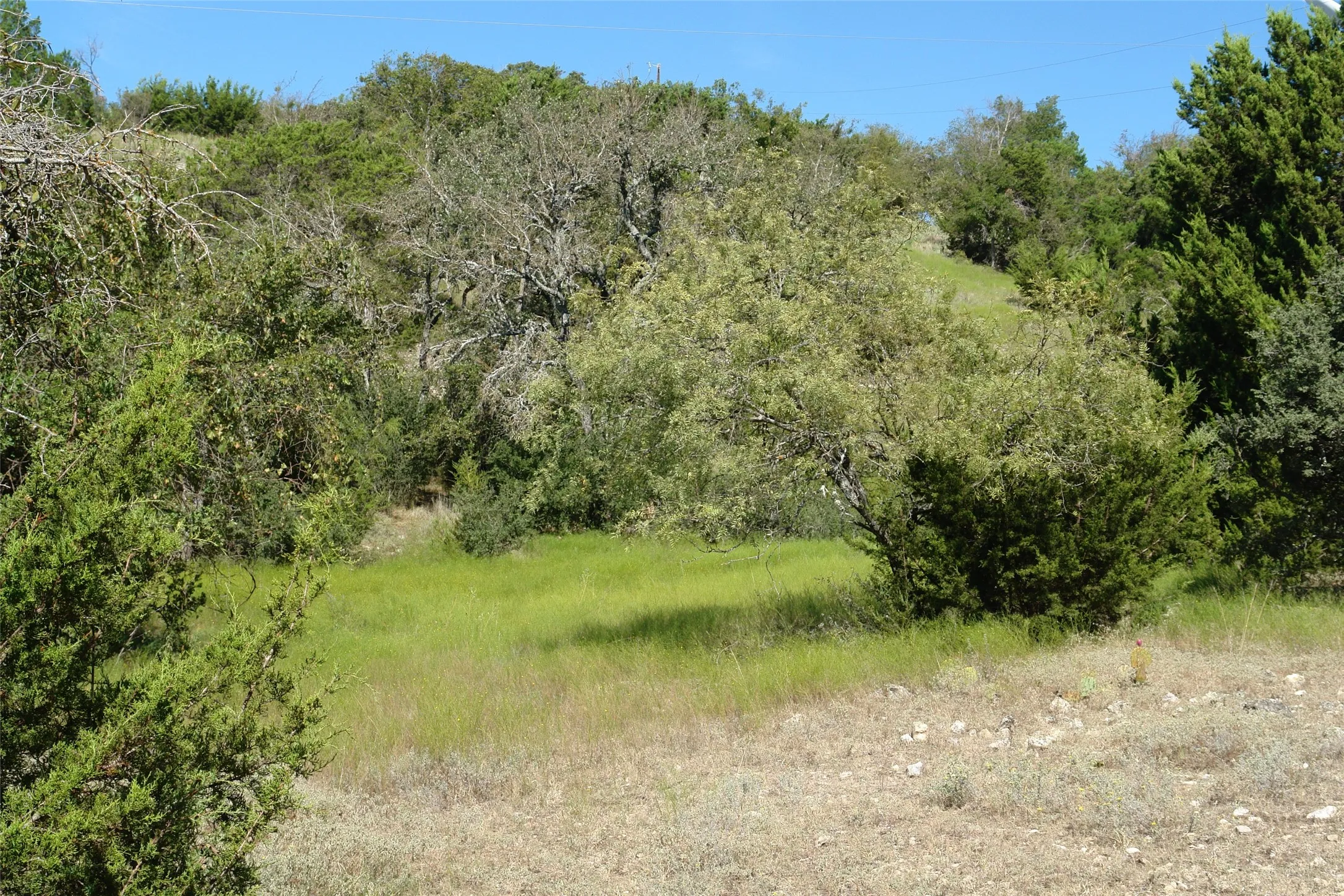 View of nature