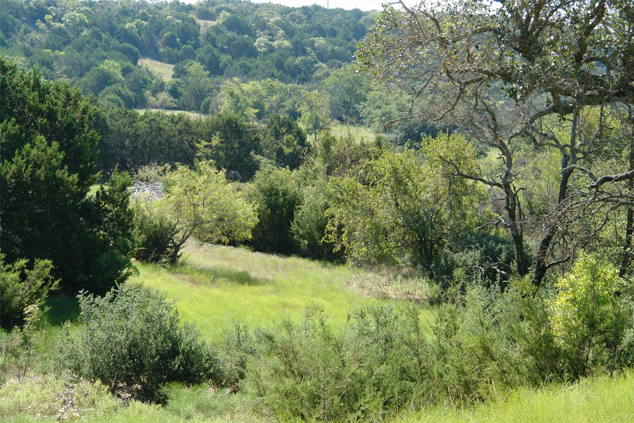 View of local wilderness