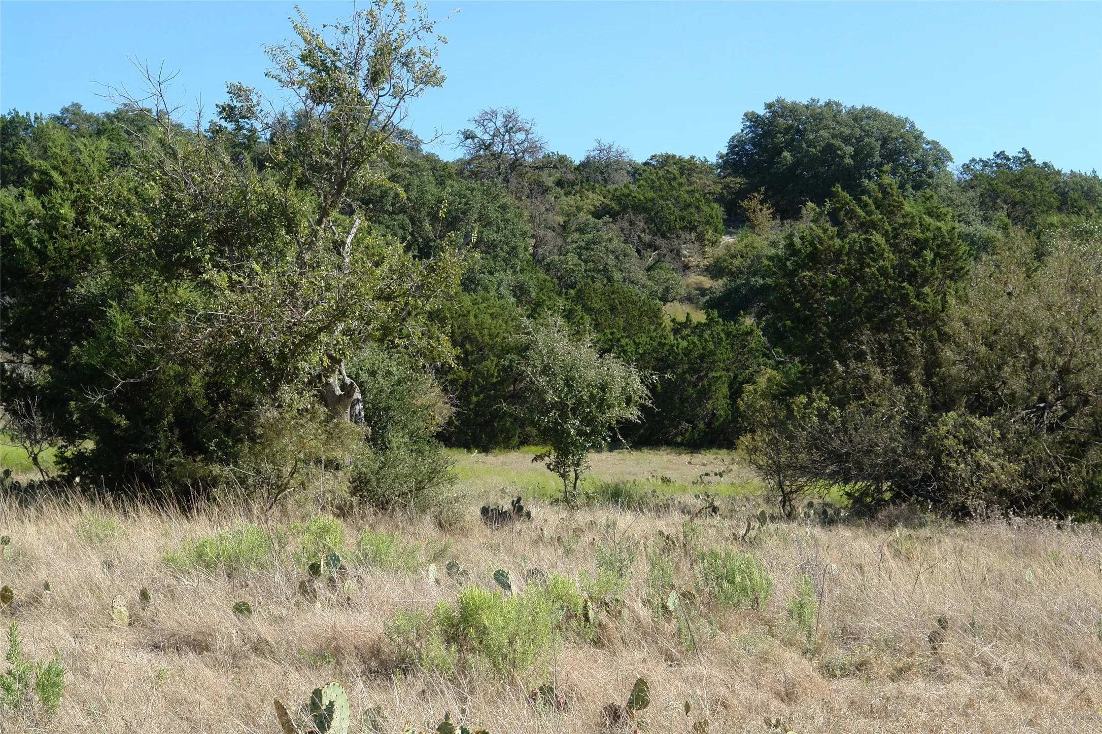 View of local wilderness