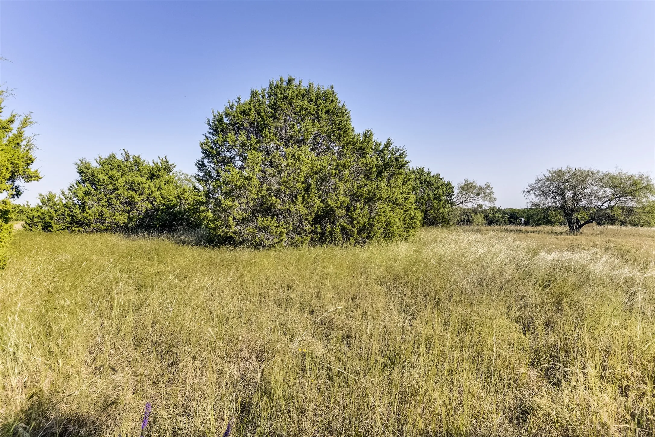 View of local wilderness featuring a rural view
