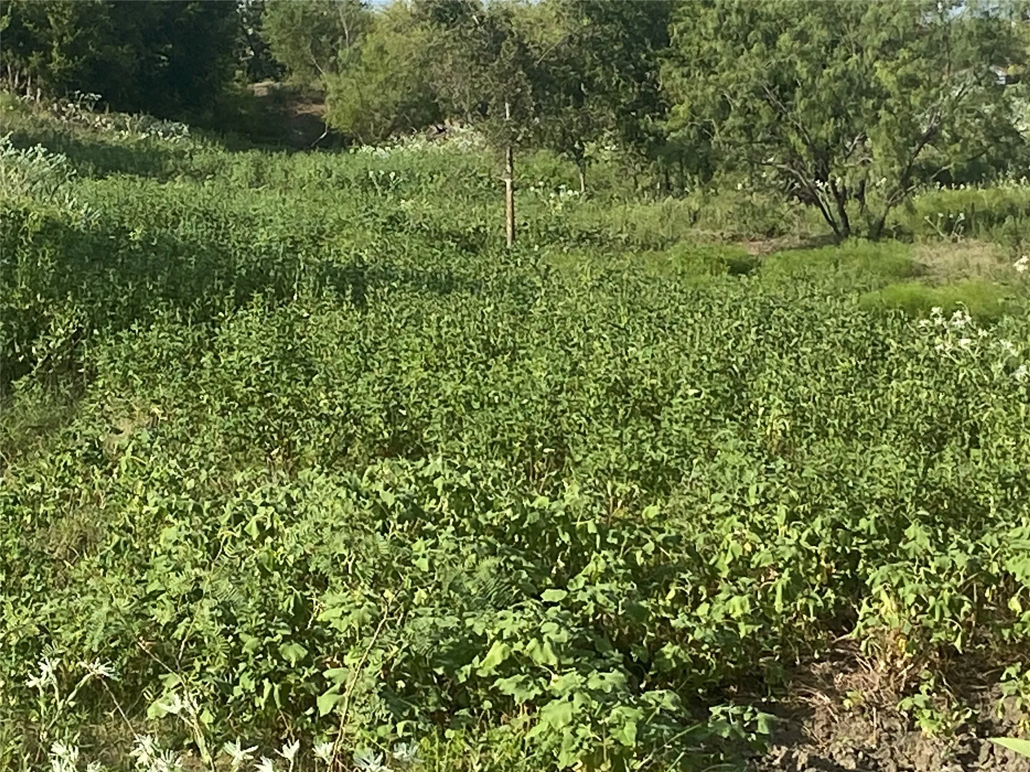 Ranch For Sale in Hill County , TBD County Road 3254, Mount Calm, Texas 76673, 0, 0, Garage spaces, 0 Sqft, built in 0, mls#20763082, Real Estate Agent in Mount Calm, Homes For Sale in Hill county, Homes For Sale in Mount Calm, Realtor in Mount Calm Texas, Real Estate Brokerage Independent Realty Texas, Luminita Cordes Realtor