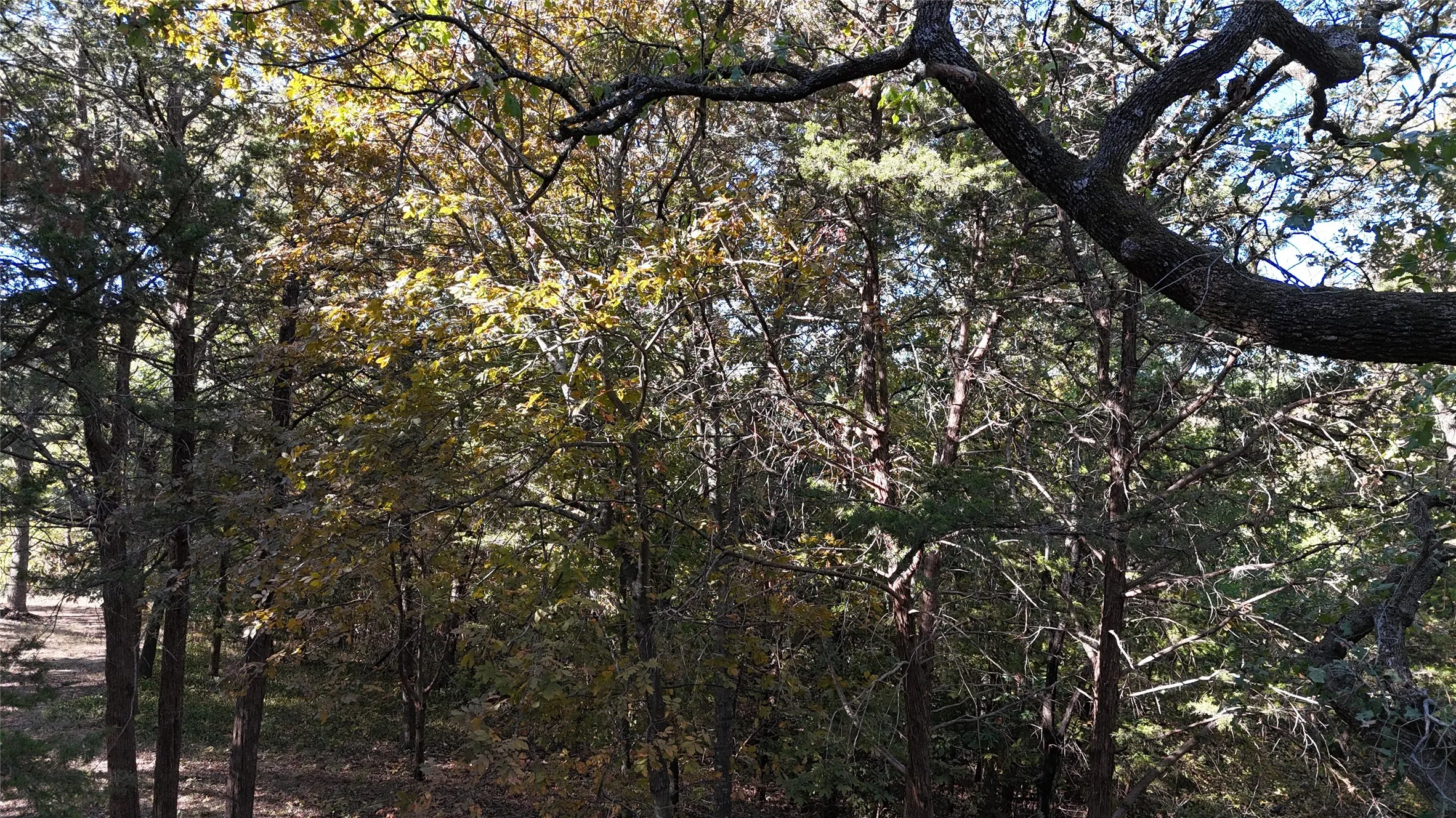 Unimproved Land For Sale in Grayson County , TBD 881-3 Tanglewood Trail, Pottsboro, Texas 75076, 0, 0, Garage spaces, 0 Sqft, built in 0, mls#20770875, Real Estate Agent in Pottsboro, Homes For Sale in Grayson county, Homes For Sale in Pottsboro, Realtor in Pottsboro Texas, Real Estate Brokerage Independent Realty Texas, Luminita Cordes Realtor
