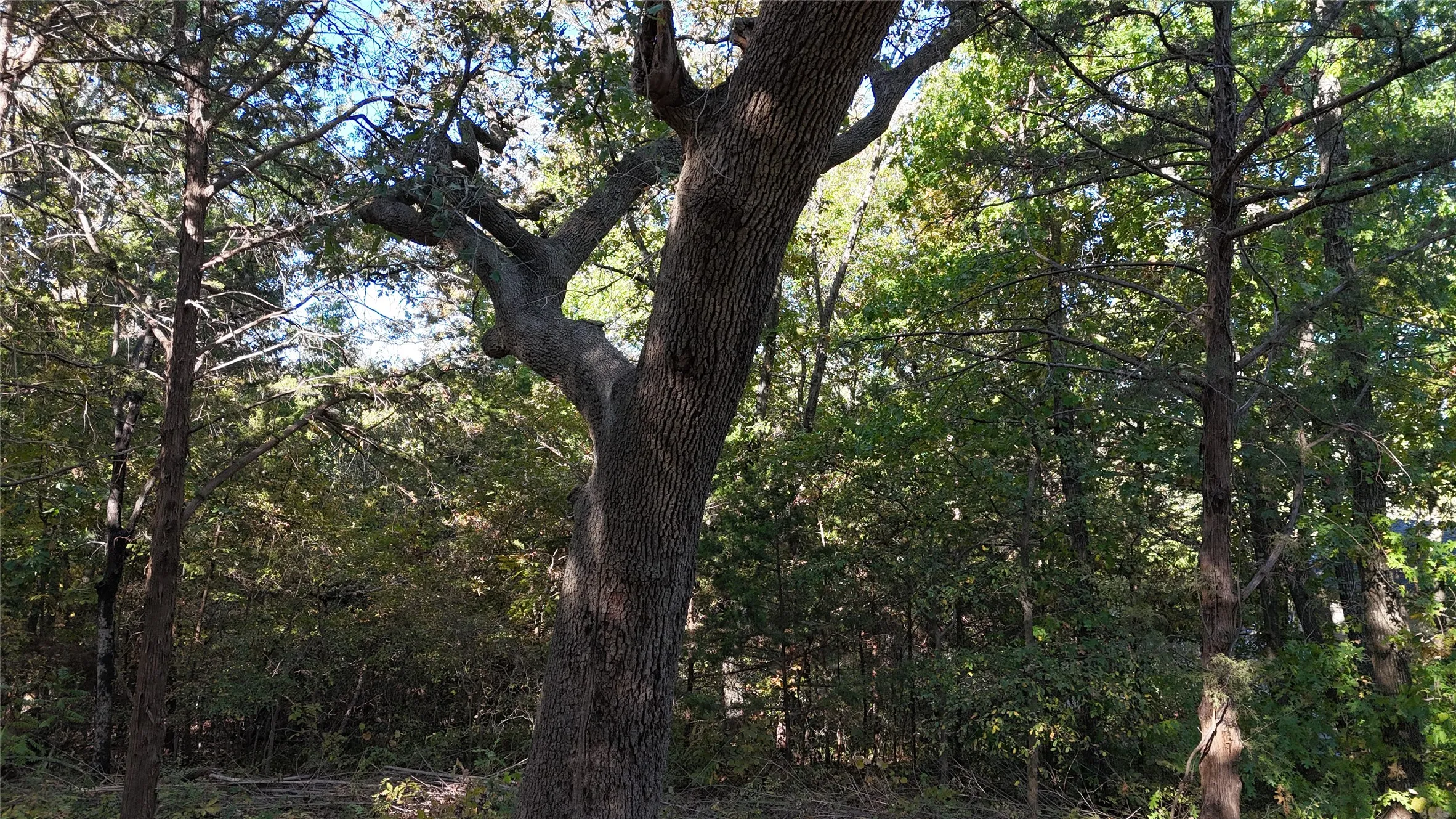 Unimproved Land For Sale in Grayson County , TBD 881-3 Tanglewood Trail, Pottsboro, Texas 75076, 0, 0, Garage spaces, 0 Sqft, built in 0, mls#20770875, Real Estate Agent in Pottsboro, Homes For Sale in Grayson county, Homes For Sale in Pottsboro, Realtor in Pottsboro Texas, Real Estate Brokerage Independent Realty Texas, Luminita Cordes Realtor