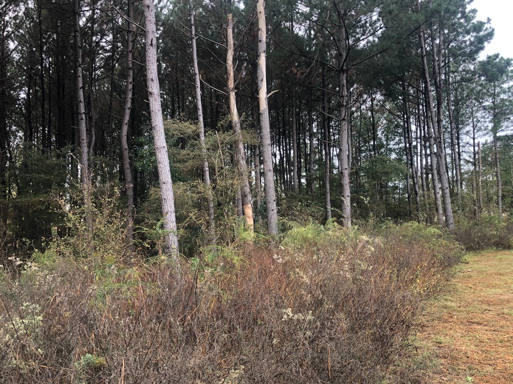 View of local wilderness