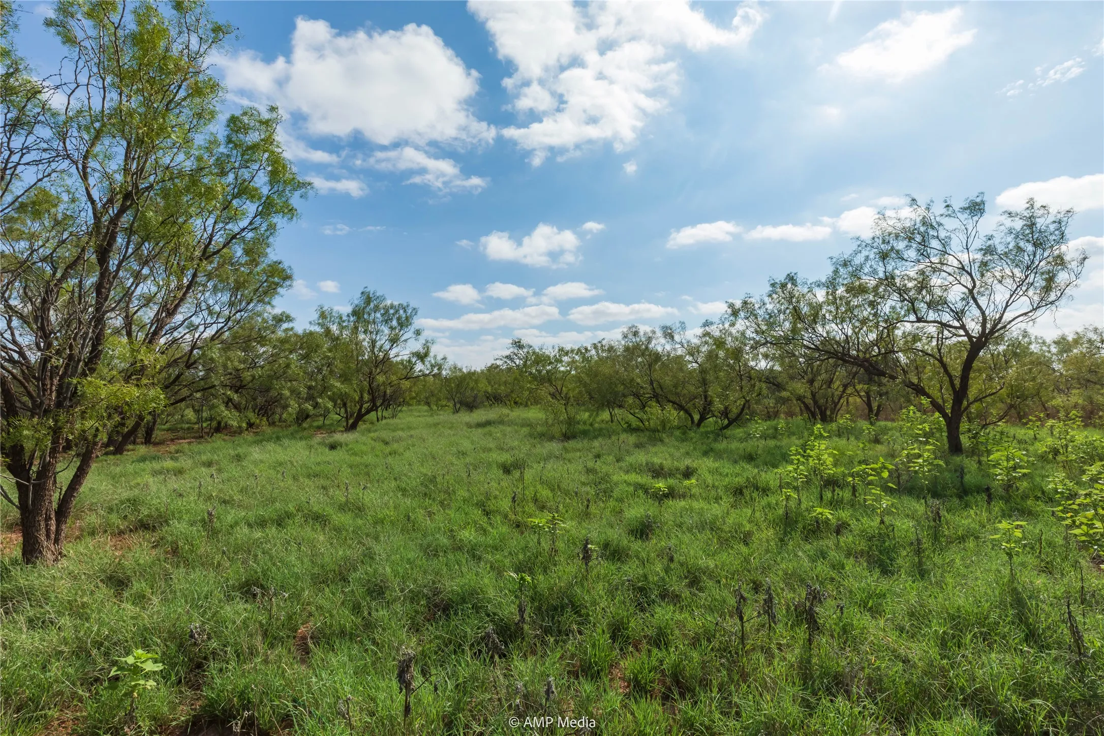 Ranch For Sale in Mitchell County , TBD CR 252, Colorado City, Texas 79512, 0, 0, Garage spaces, 0 Sqft, built in 0, Price $2,400,000, mls#20780398, Real Estate Agent in Colorado City, Homes For Sale in Mitchell county, Homes For Sale in Colorado City, Realtor in Colorado City Texas, Real Estate Brokerage Independent Realty Texas, Luminita Cordes Realtor
