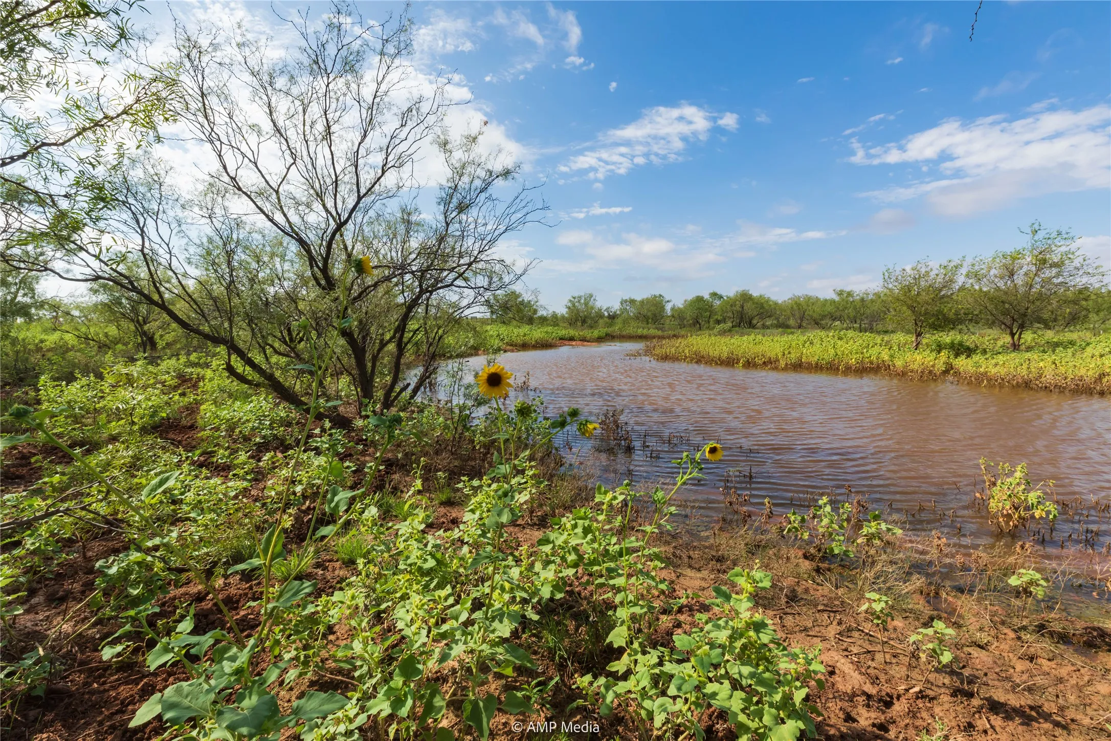 Ranch For Sale in Mitchell County , TBD CR 252, Colorado City, Texas 79512, 0, 0, Garage spaces, 0 Sqft, built in 0, Price $2,400,000, mls#20780398, Real Estate Agent in Colorado City, Homes For Sale in Mitchell county, Homes For Sale in Colorado City, Realtor in Colorado City Texas, Real Estate Brokerage Independent Realty Texas, Luminita Cordes Realtor