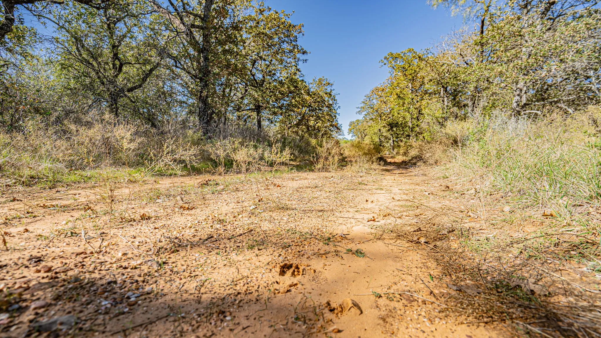 Deer tracks