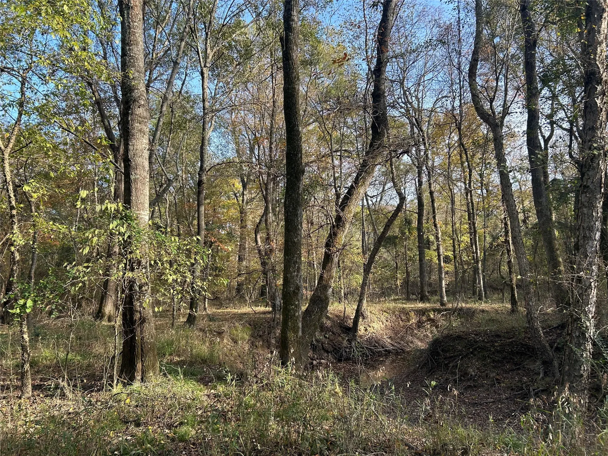 Unimproved Land For Sale in Red River (TX) County , TBD COUNTY ROAD 1412, Bogata, Texas 75416, 0, 0, Garage spaces, 0 Sqft, built in 0, mls#20789247, Real Estate Agent in Bogata, Homes For Sale in Red River (TX) county, Homes For Sale in Bogata, Realtor in Bogata Texas, Real Estate Brokerage Independent Realty Texas, Luminita Cordes Realtor