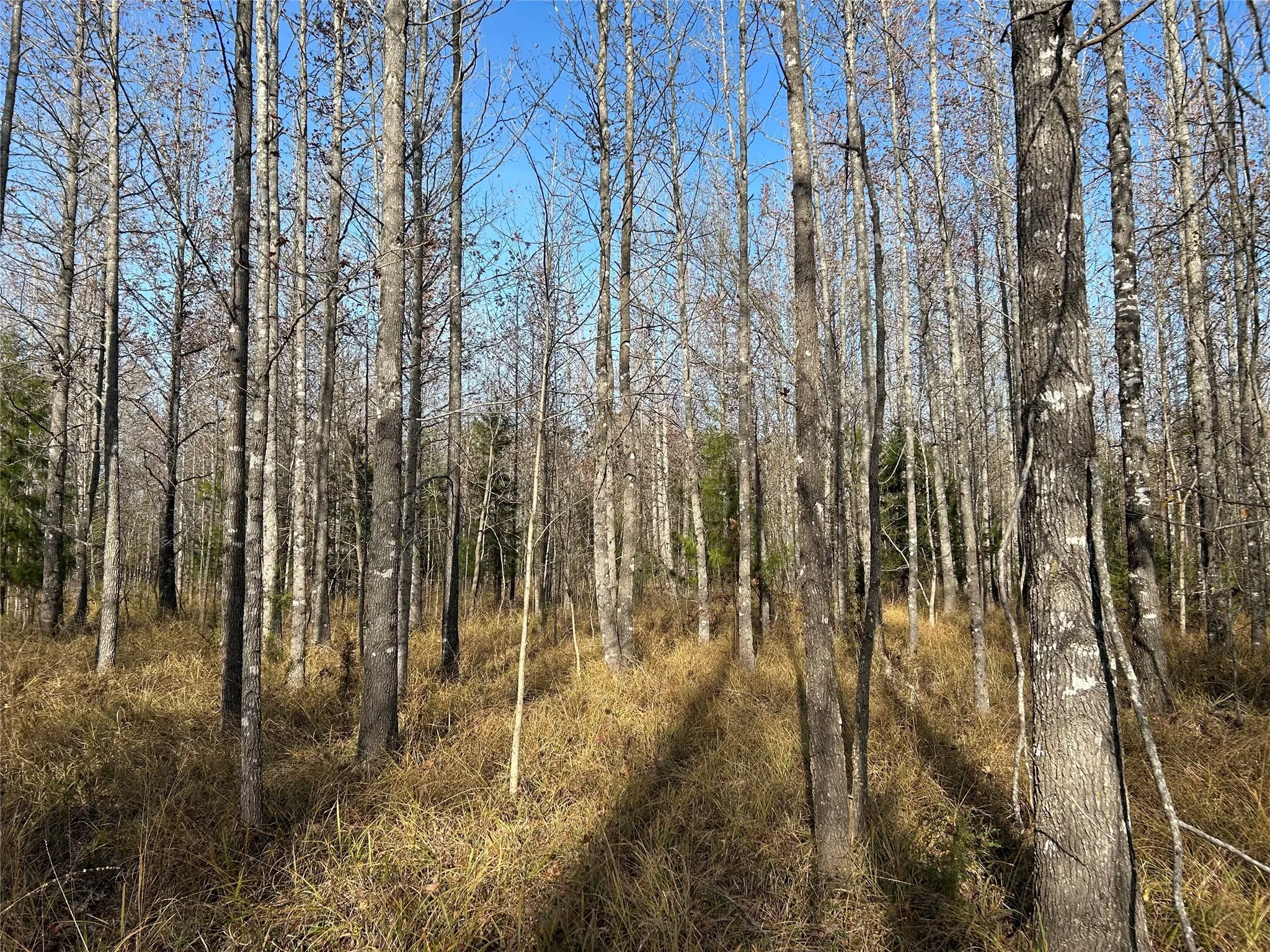 View of local wilderness